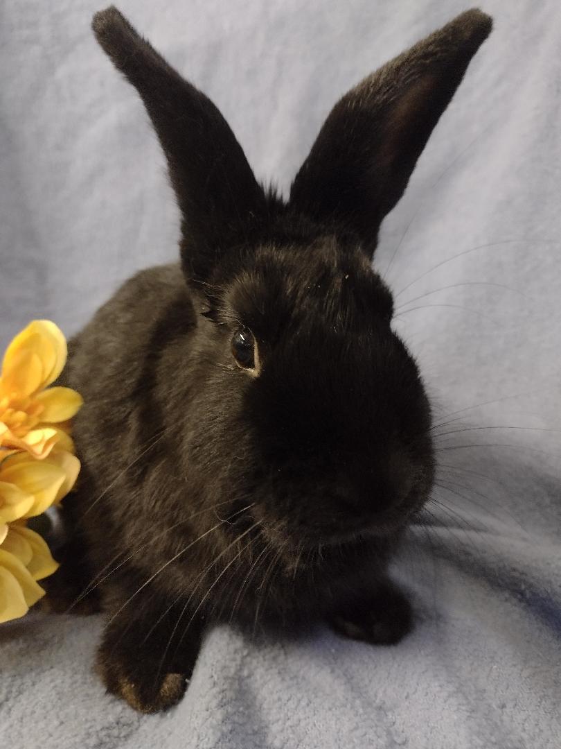 Enlarge Chloe Su, a Adopted Lionhead in Plymouth, MI image 2/3