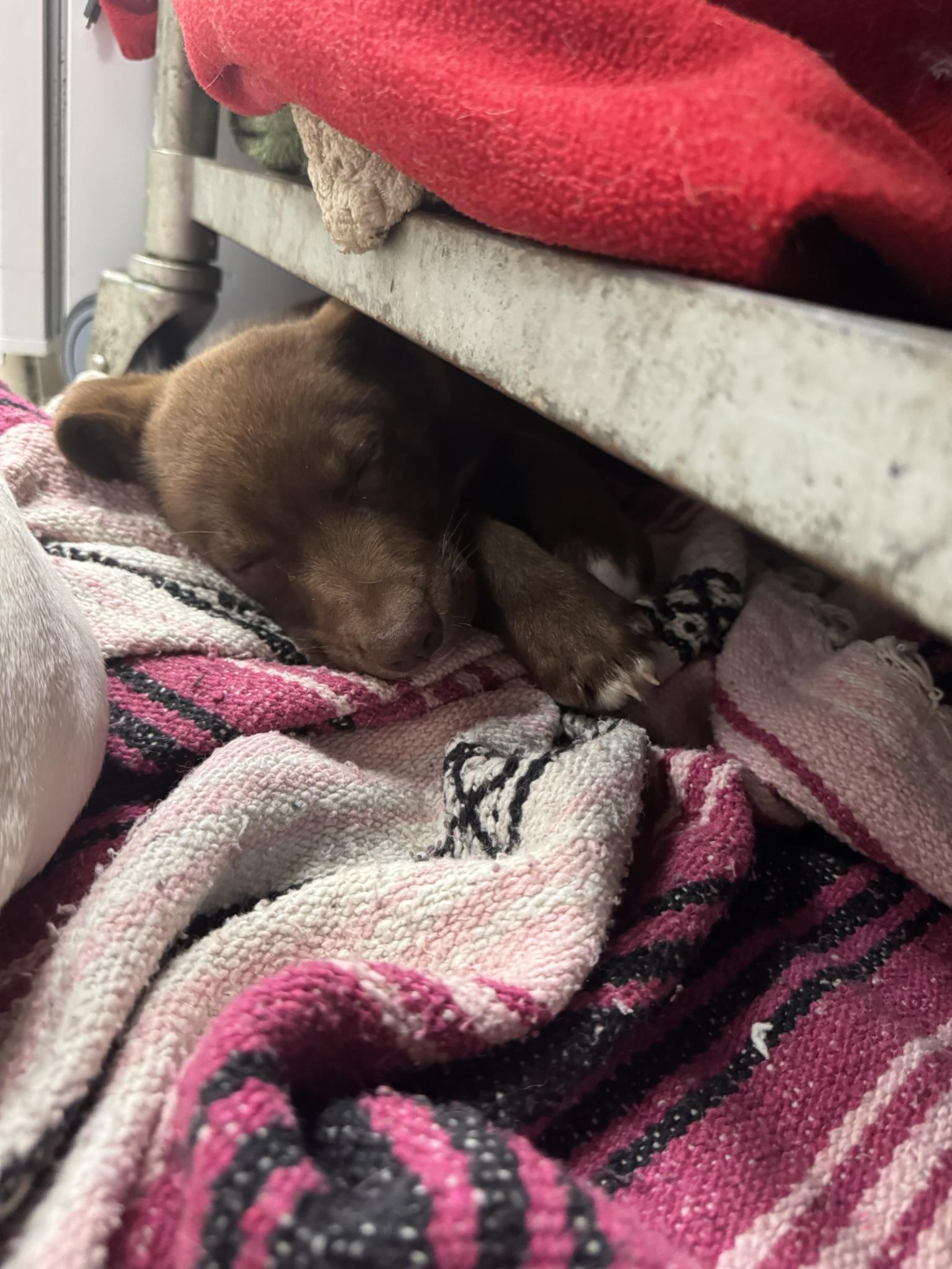 Enlarge Trotter, a Adoptable mixed breed in Ponchatoula, LA image 5/5