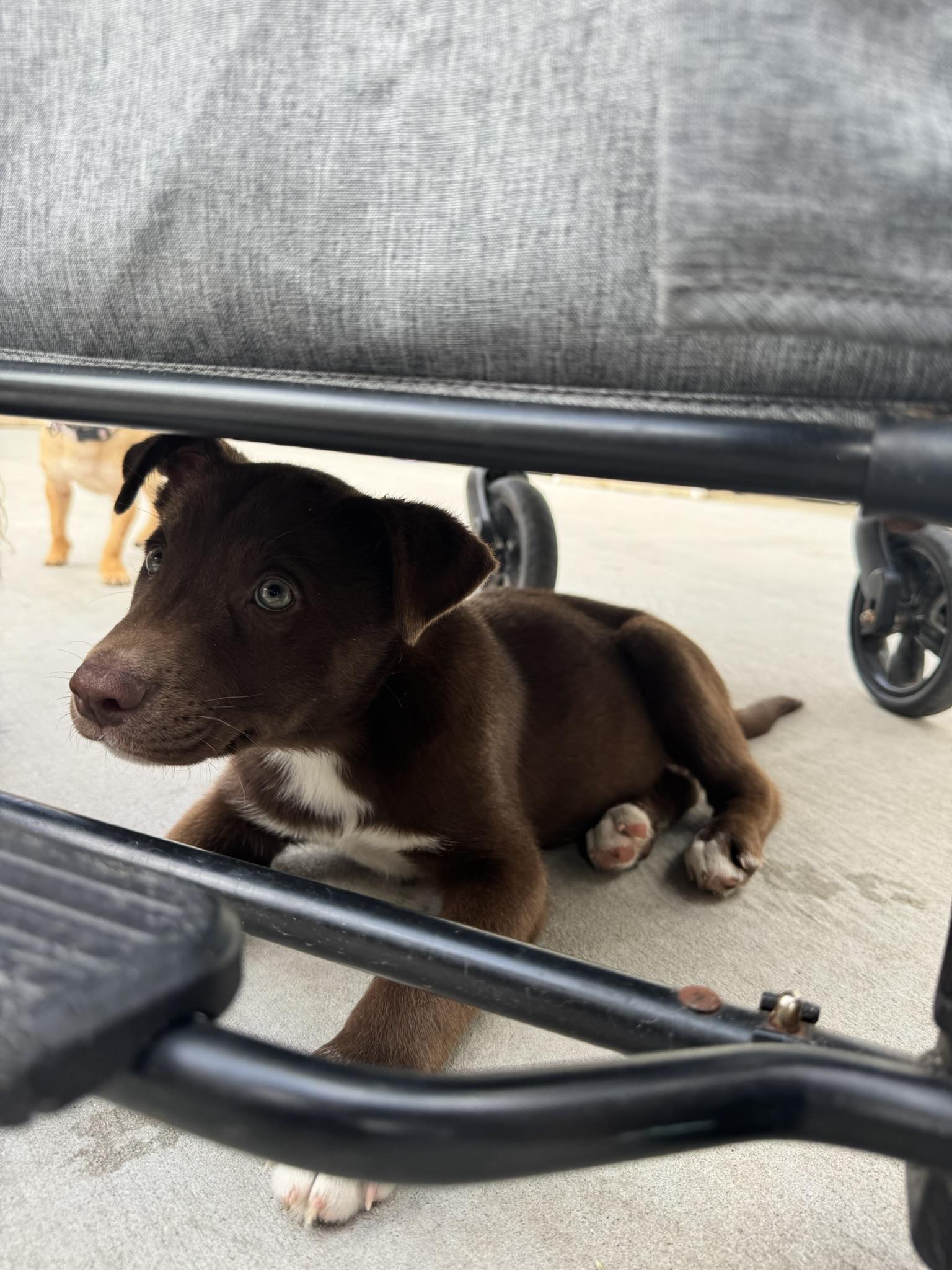 Enlarge Trotter, a Adoptable mixed breed in Ponchatoula, LA image 3/5