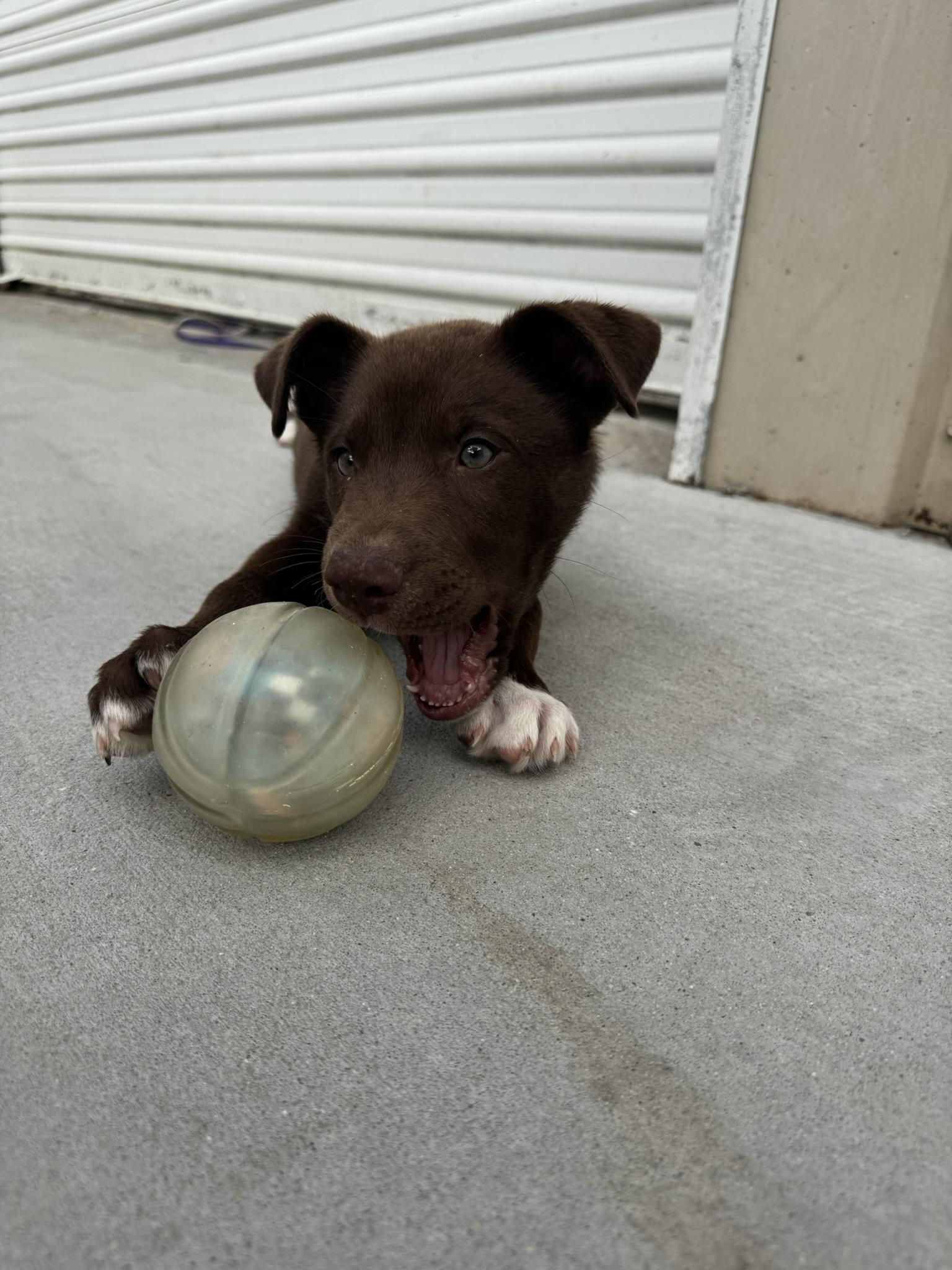 Enlarge Trotter, a Adoptable mixed breed in Ponchatoula, LA image 2/5