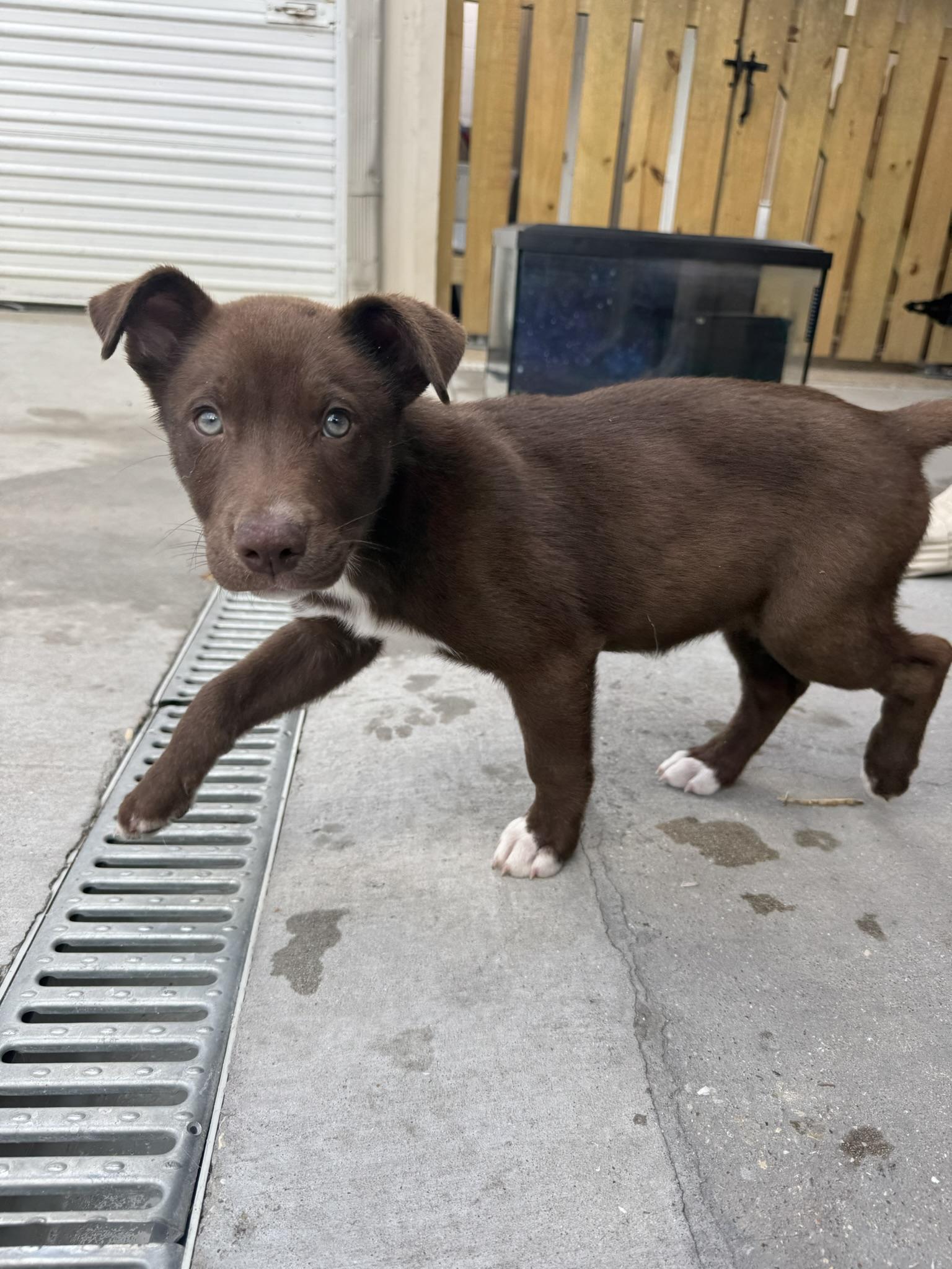 Enlarge Trotter, a Adoptable mixed breed in Ponchatoula, LA image 4/5