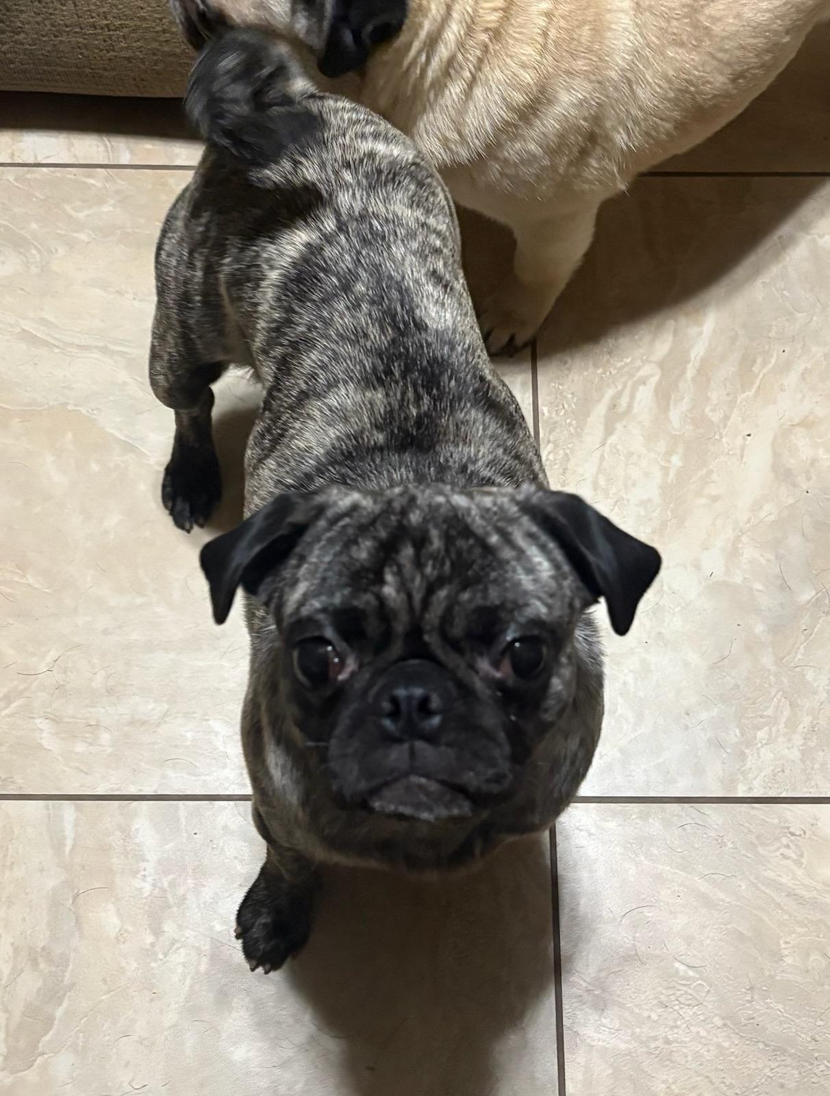 Maya, Adopted, Adult Female Pug.