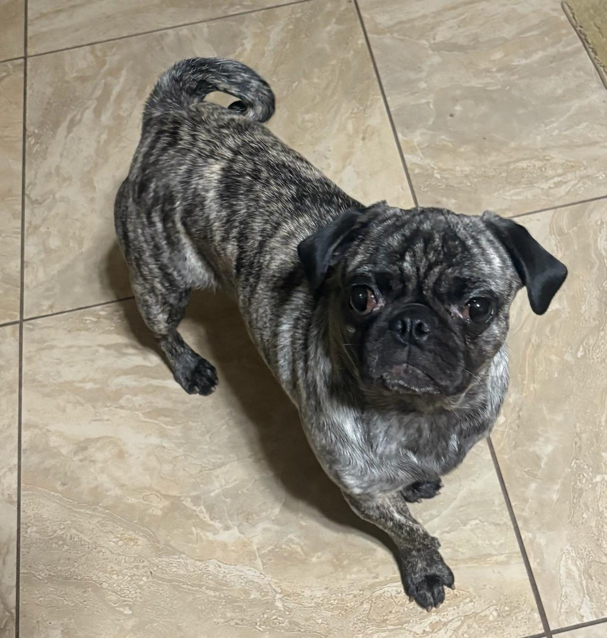 Enlarge Maya, a Adopted Pug in Virginia Beach, VA image 2/4