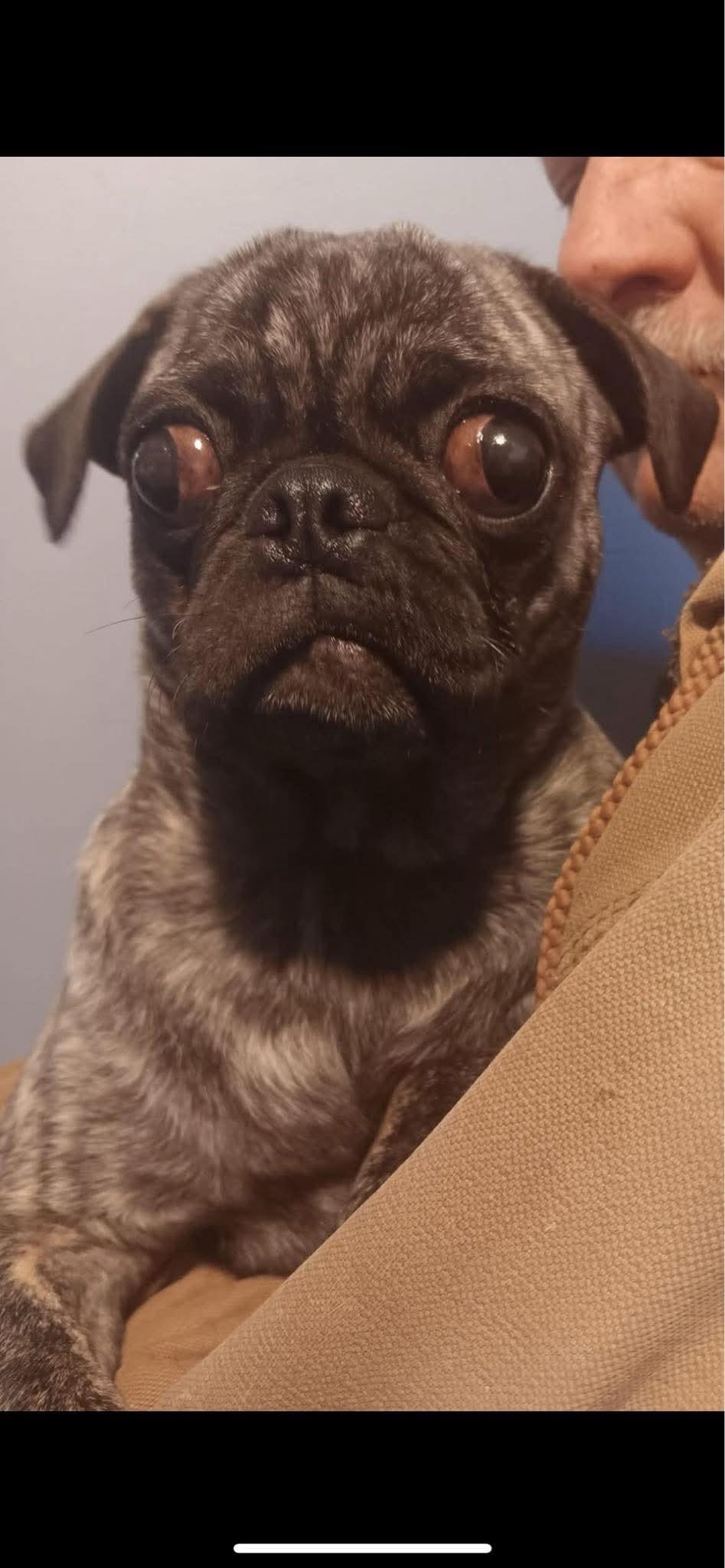 Enlarge Maya, a Adopted Pug in Virginia Beach, VA image 4/4