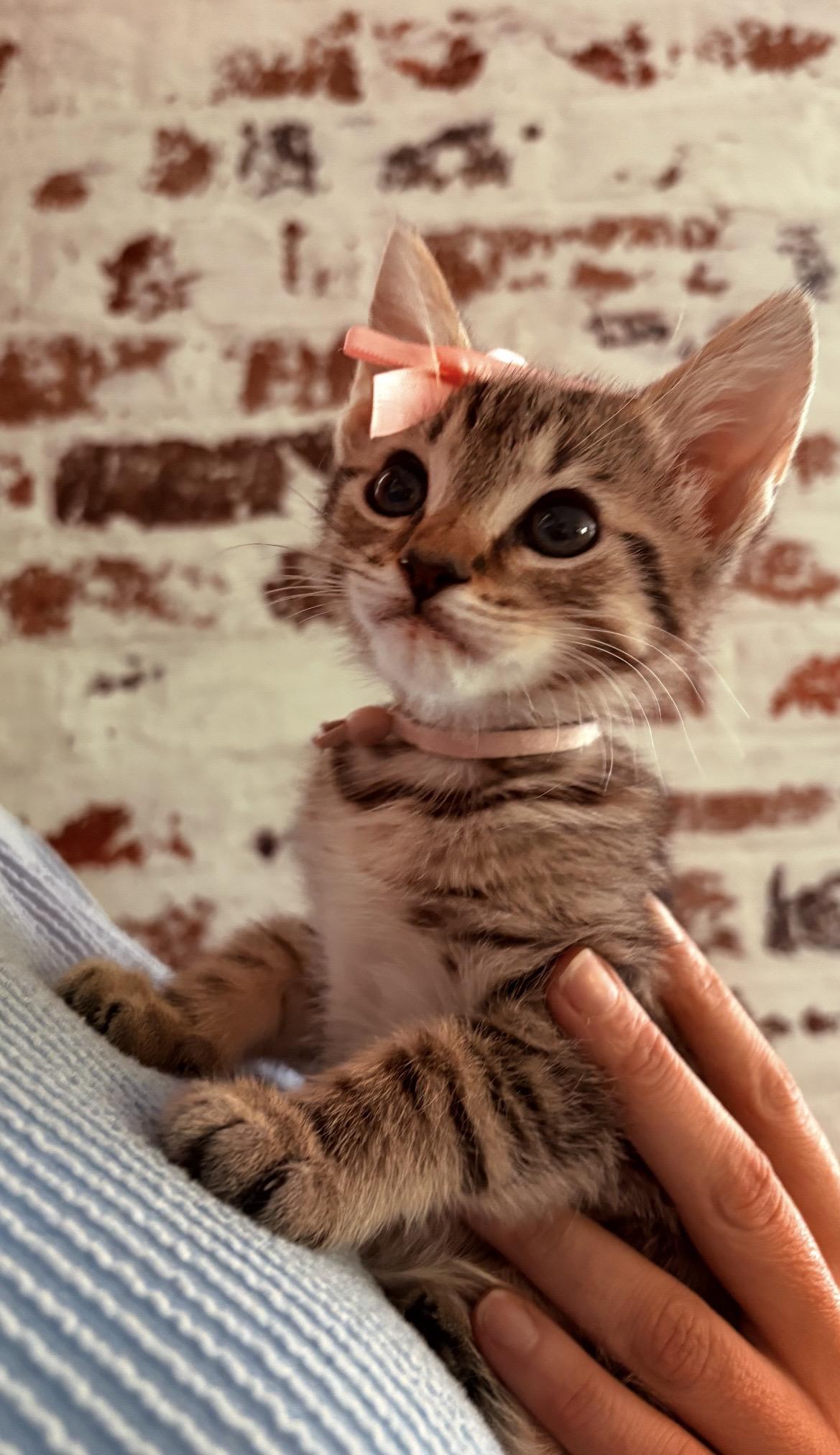 Ryn, a ADOPTABLE Tabby in Kannapolis, NC image 2/3