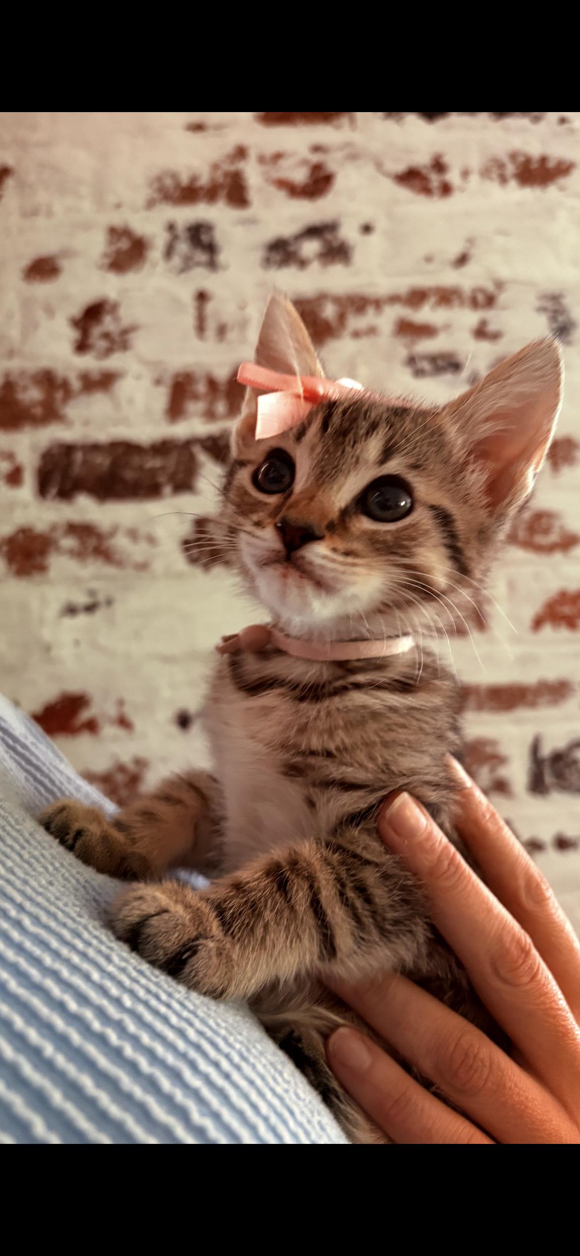 Ryn, a ADOPTABLE Tabby in Kannapolis, NC image 3/3
