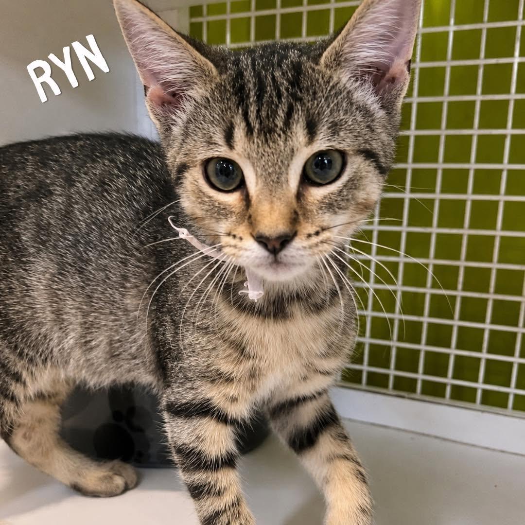 Ryn, ADOPTABLE, Kitten Female Tabby.