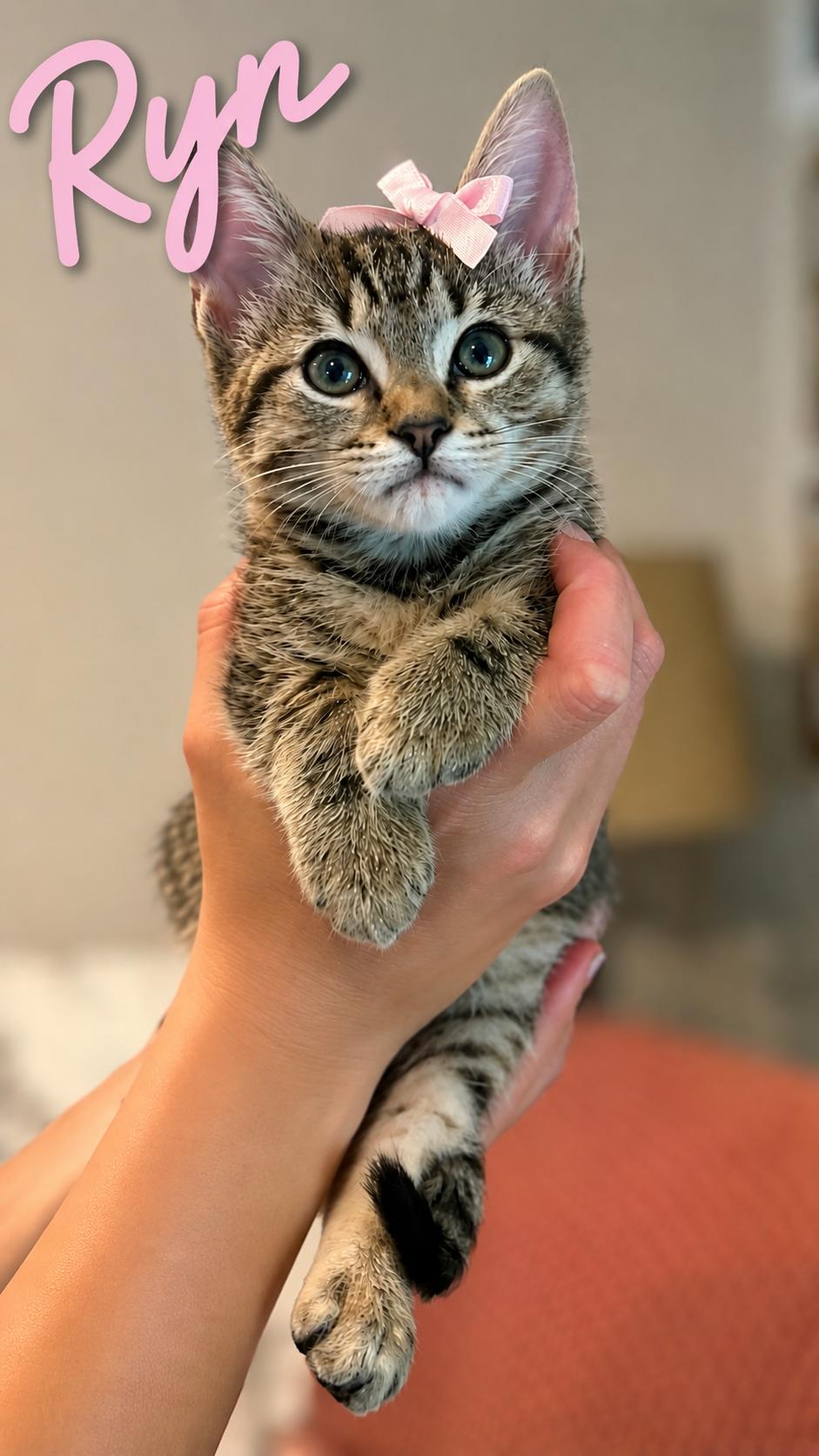 Ryn, a ADOPTABLE Tabby in Kannapolis, NC image 1/3