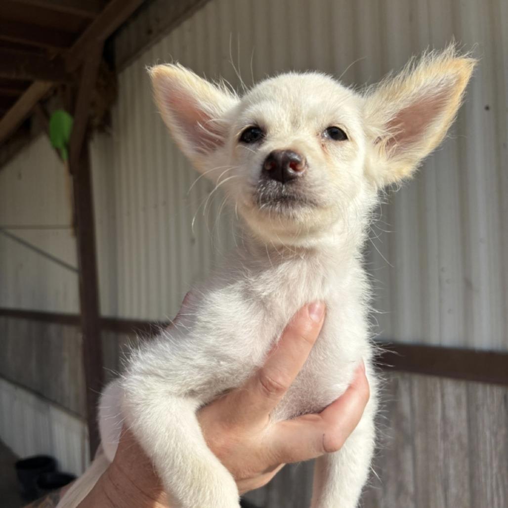 BANGLE, Adoptable, Puppy Male Pomeranian & Chihuahua.