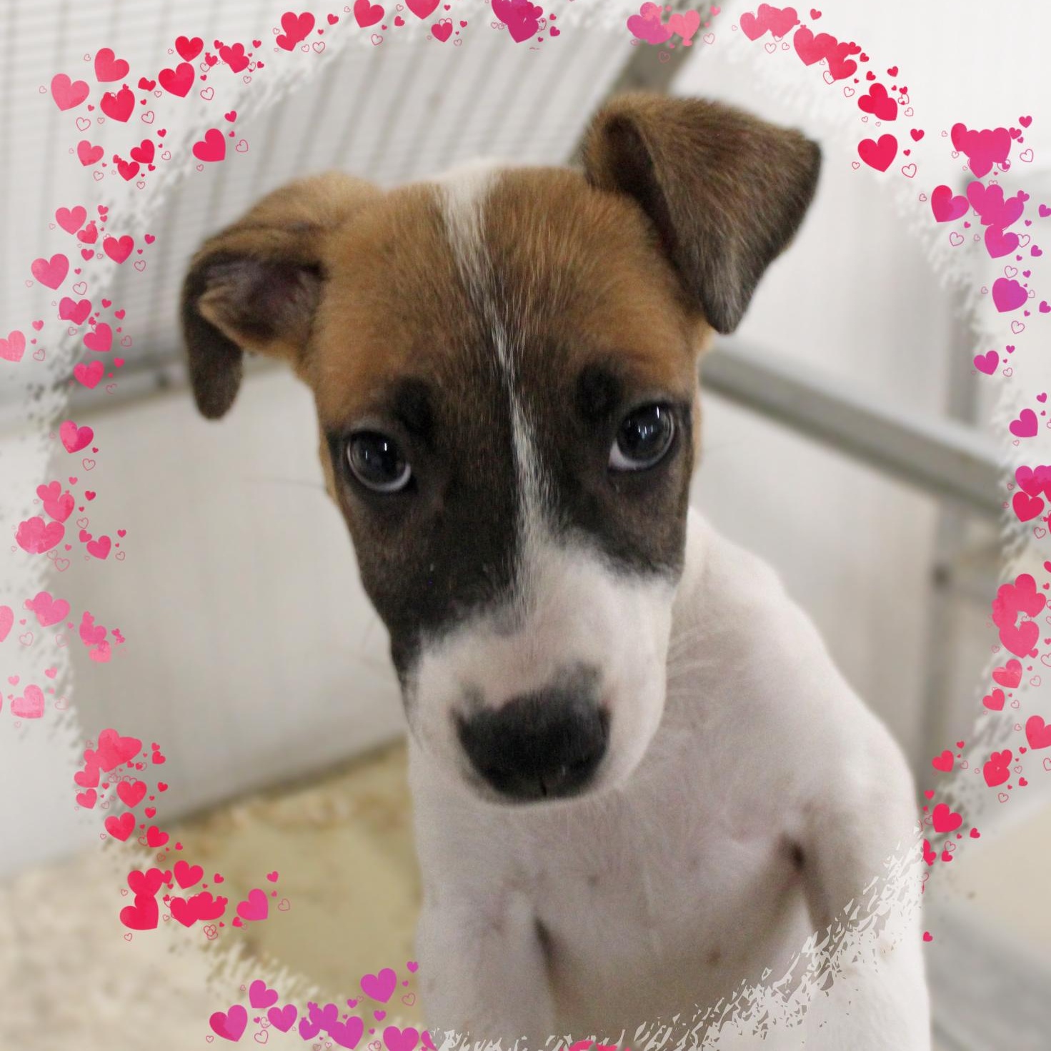 Ethyl, Adoptable, Puppy Female Mixed Breed.