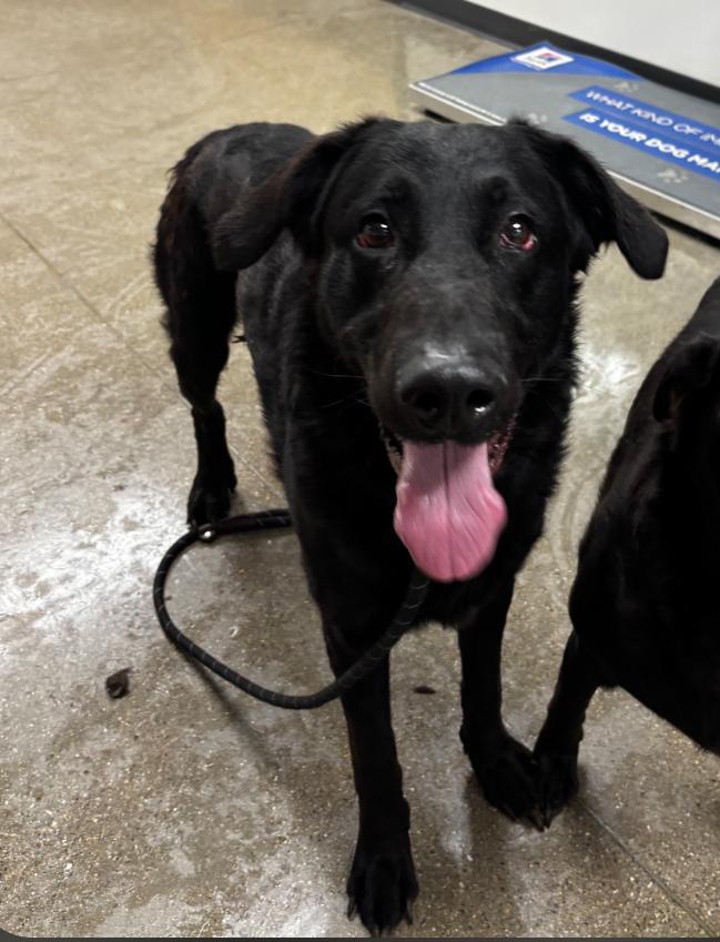 Kenny, Adoptable, Young Male Labrador Retriever & Shepherd.