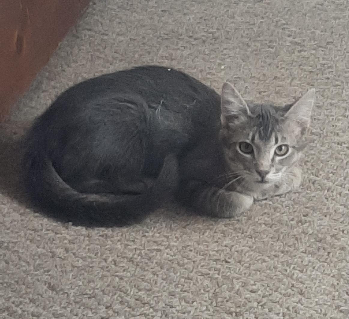 Oli, adopted, Young Male Domestic Short Hair.