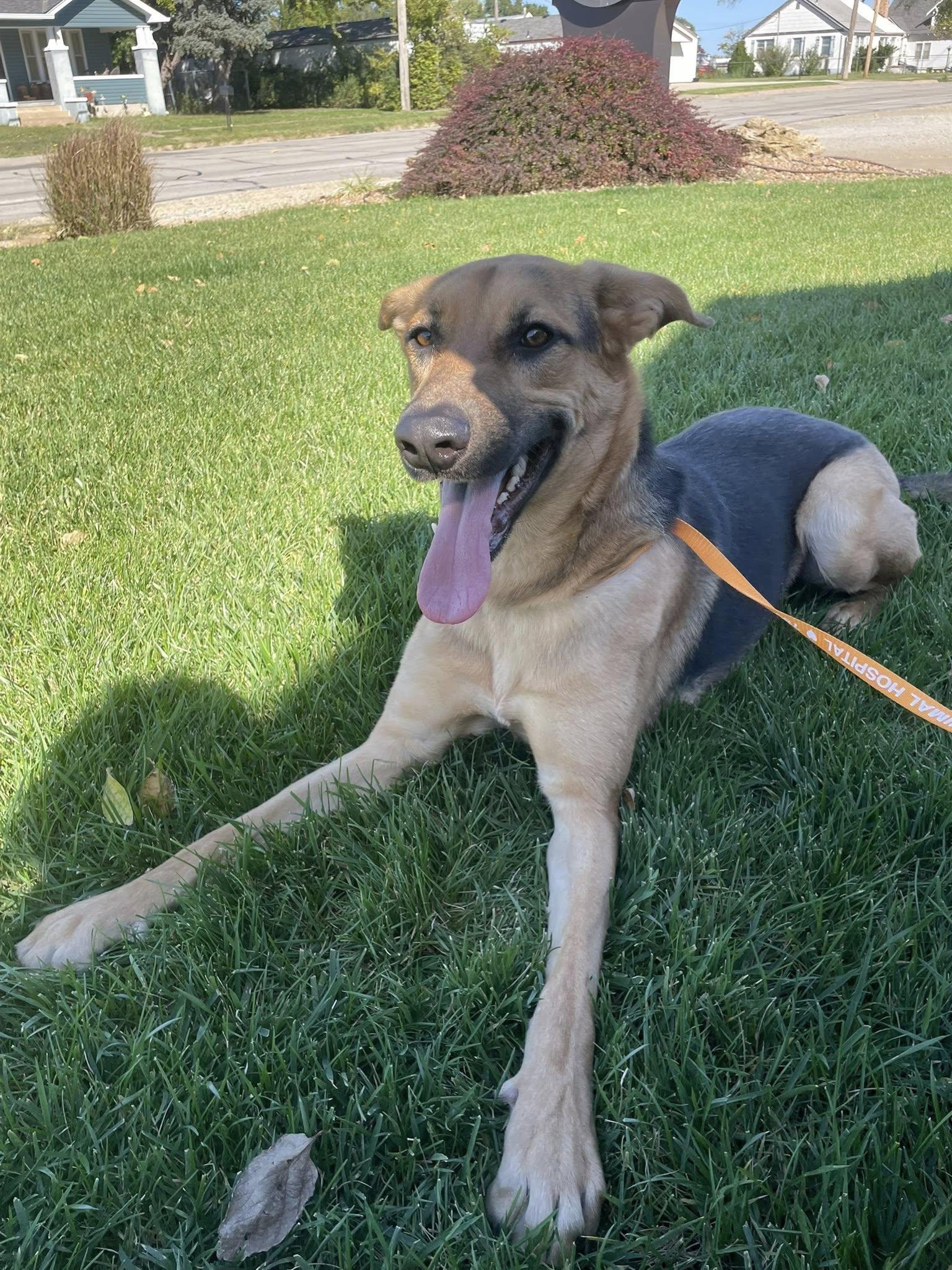 Enlarge Liv, a Adopted German Shepherd Dog in Abilene, KS image 5/6