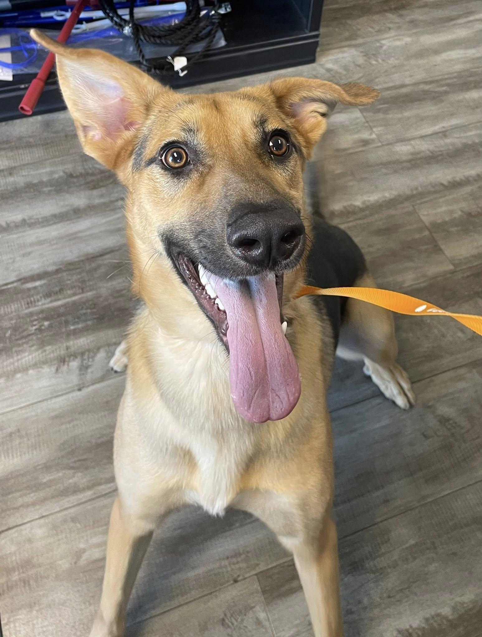 Enlarge Liv, a Adopted German Shepherd Dog in Abilene, KS image 6/6