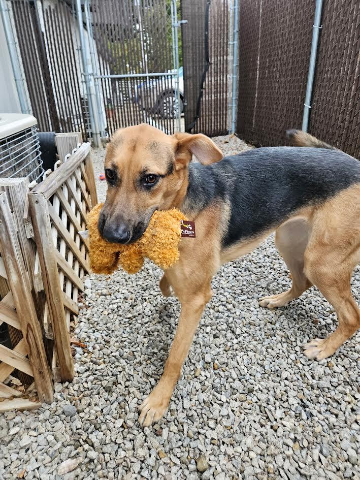 Enlarge Liv, a Adopted German Shepherd Dog in Abilene, KS image 3/6