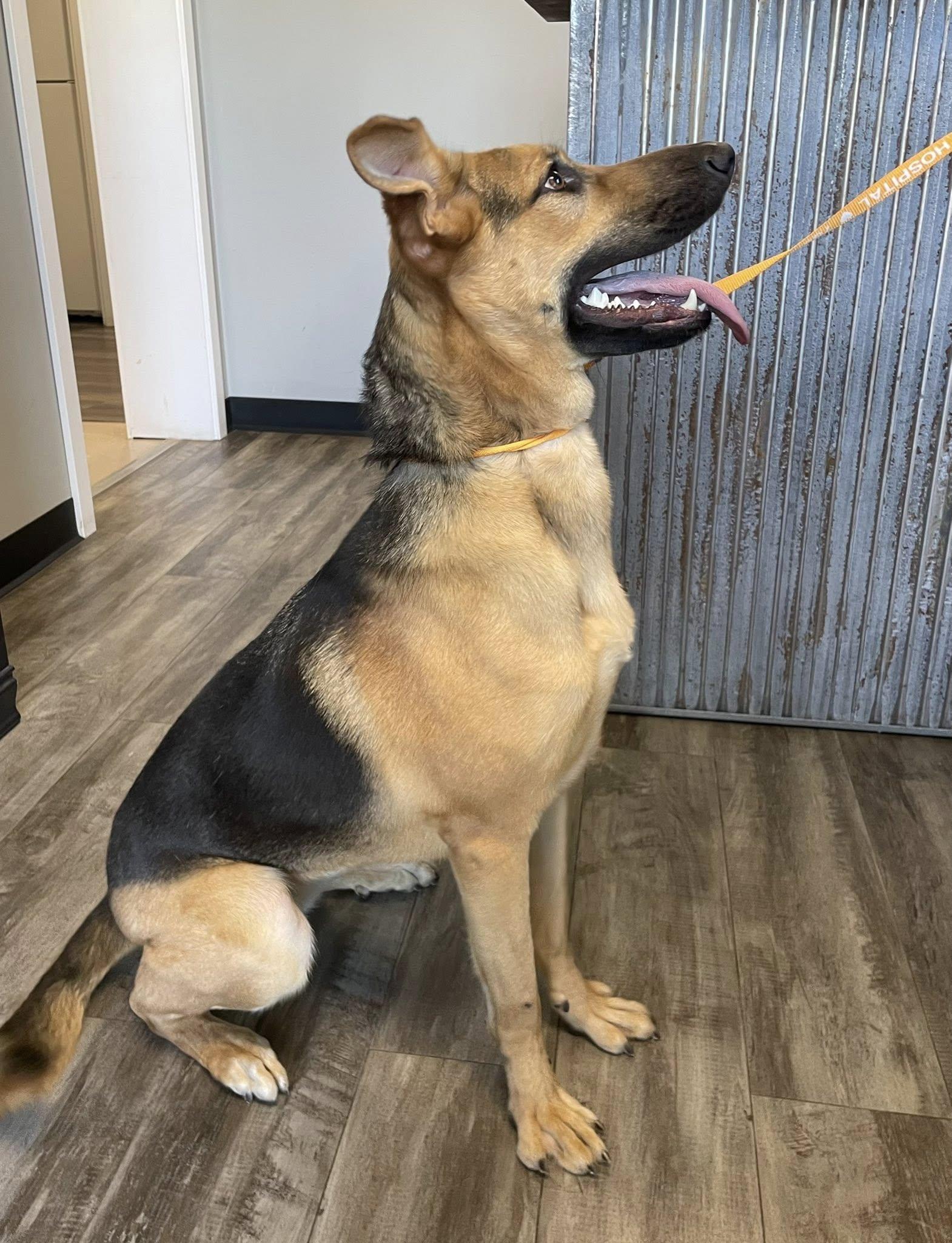 Enlarge Liv, a Adopted German Shepherd Dog in Abilene, KS image 1/6