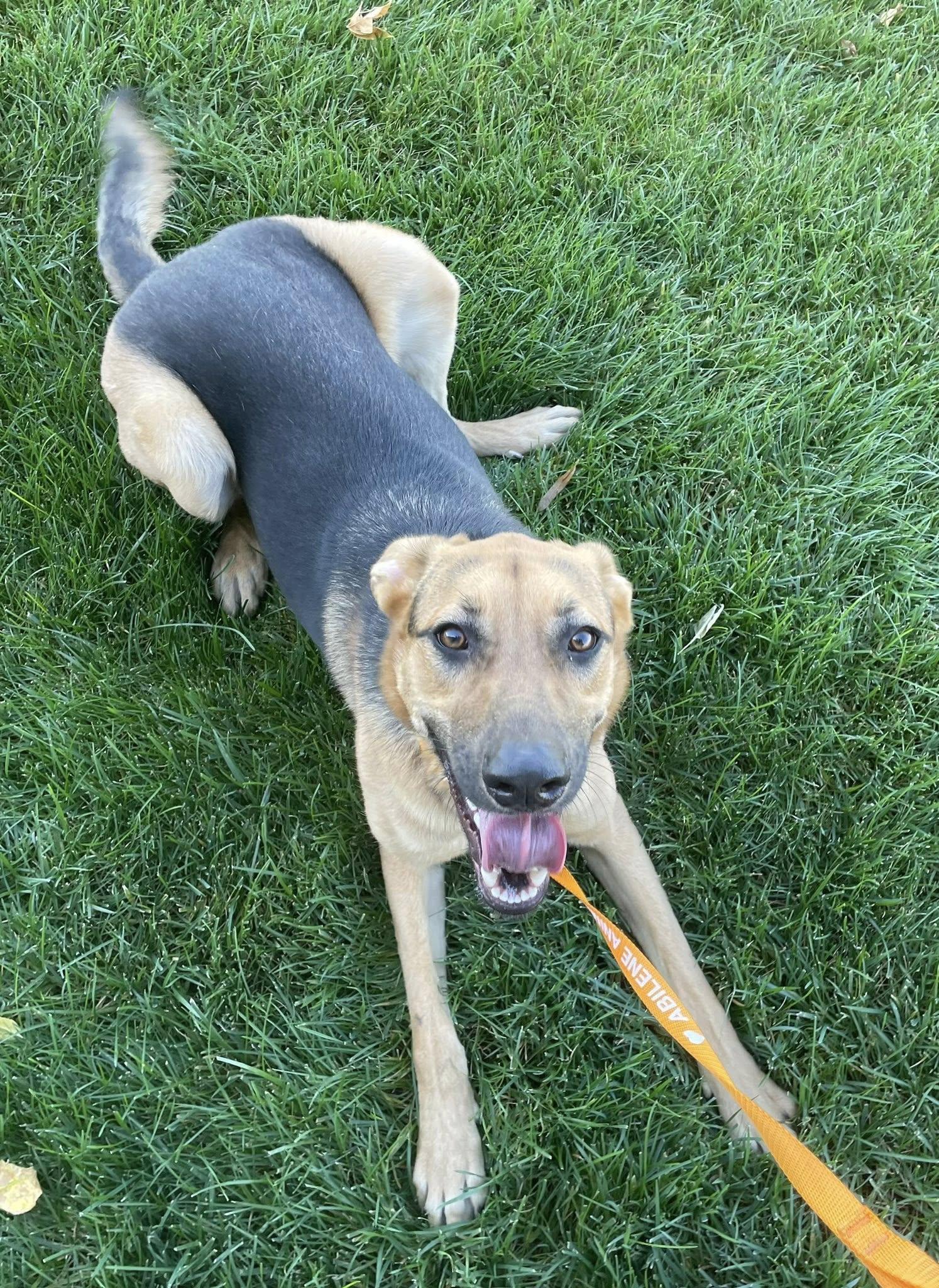 Enlarge Liv, a Adopted German Shepherd Dog in Abilene, KS image 4/6