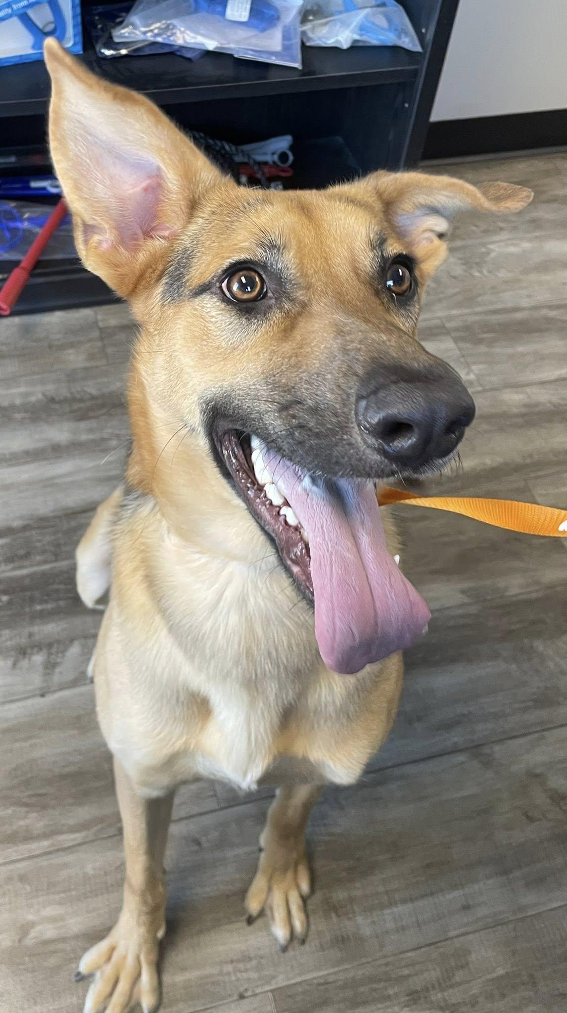 Enlarge Liv, a Adopted German Shepherd Dog in Abilene, KS image 2/6