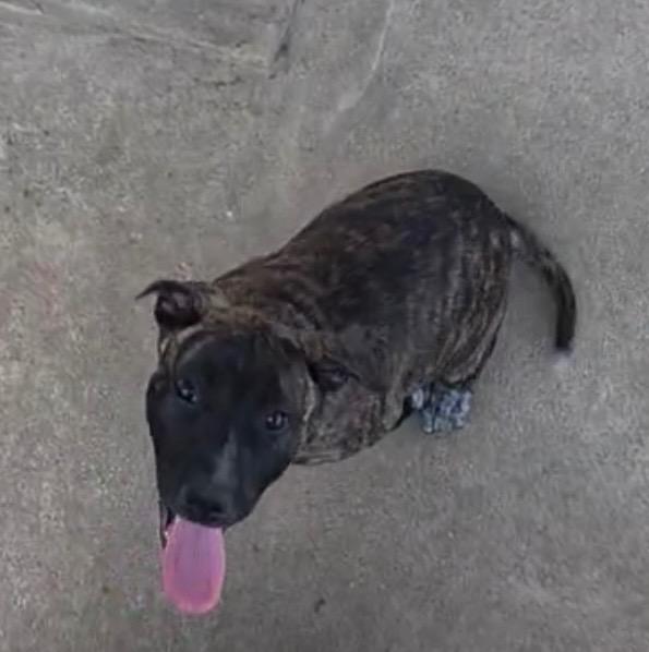 Meso, a Adoptable Pit Bull Terrier in Little Rock, AR image 1/6