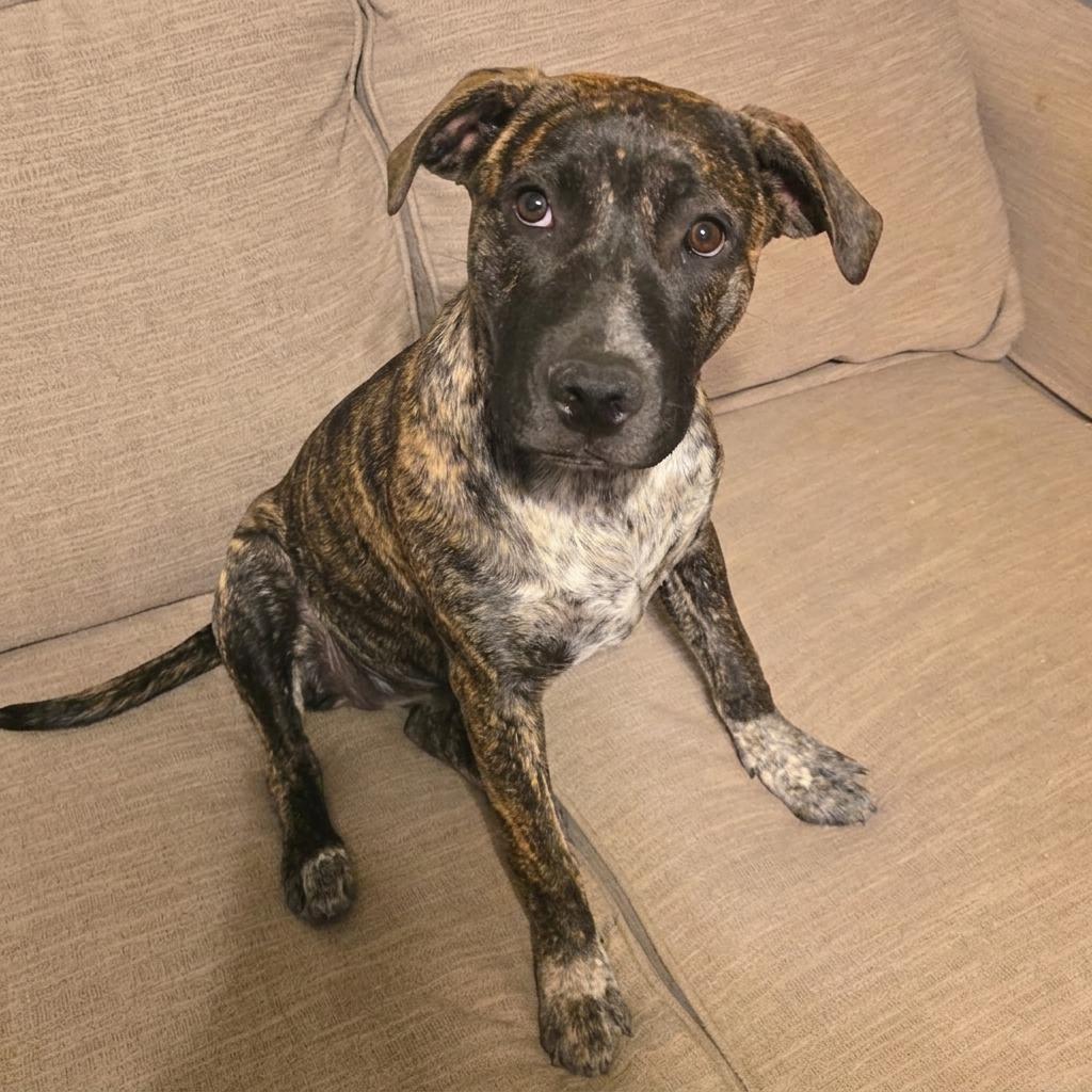 Enlarge Meso, a Adoptable Pit Bull Terrier in Little Rock, AR image 2/6