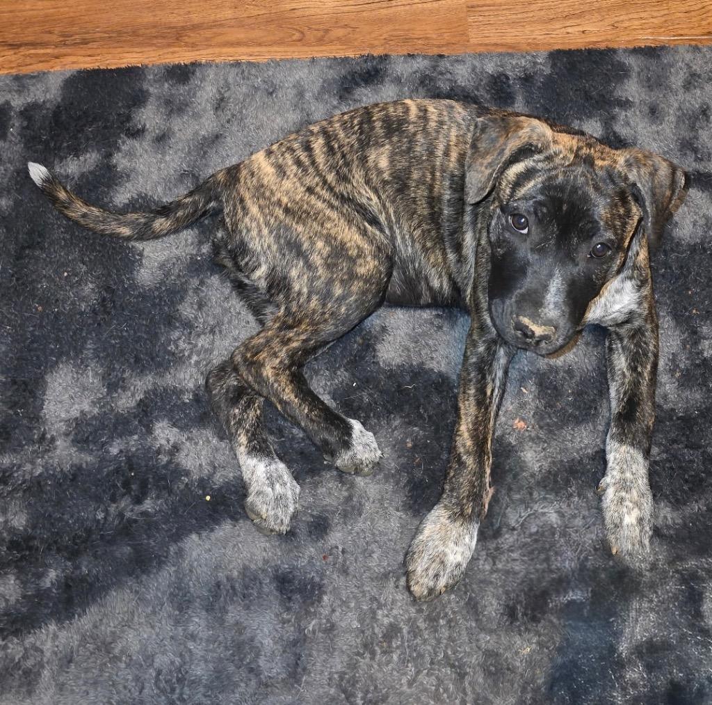 Meso, a Adoptable Pit Bull Terrier in Little Rock, AR image 2/6