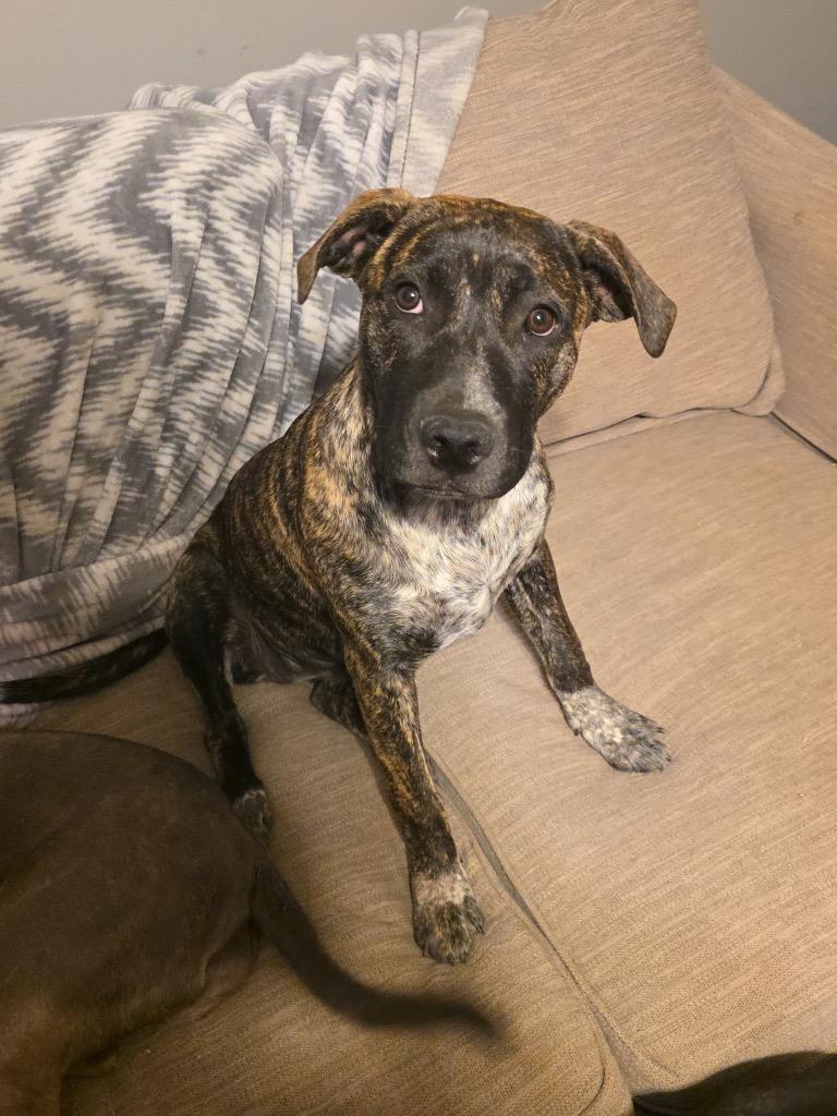 Meso, a Adoptable Pit Bull Terrier in Little Rock, AR image 4/6