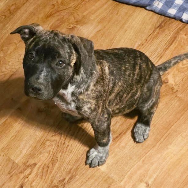 Meso, a Adoptable Pit Bull Terrier in Little Rock, AR image 5/6