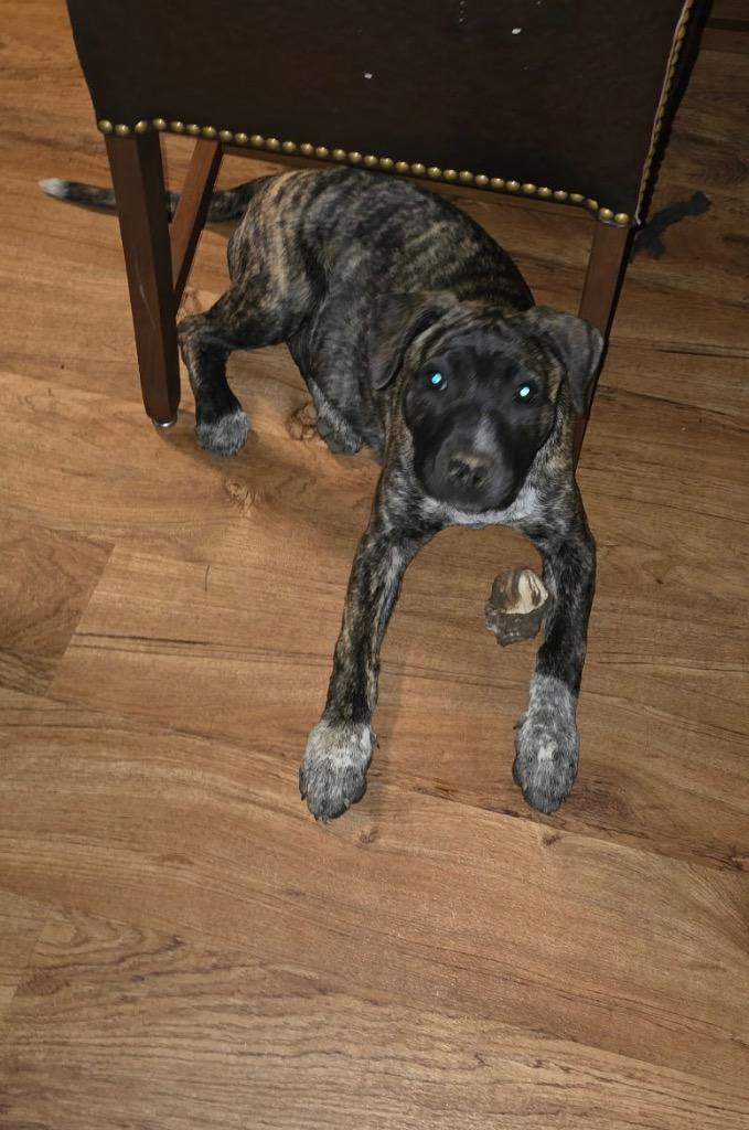 Meso, a Adoptable Pit Bull Terrier in Little Rock, AR image 6/6