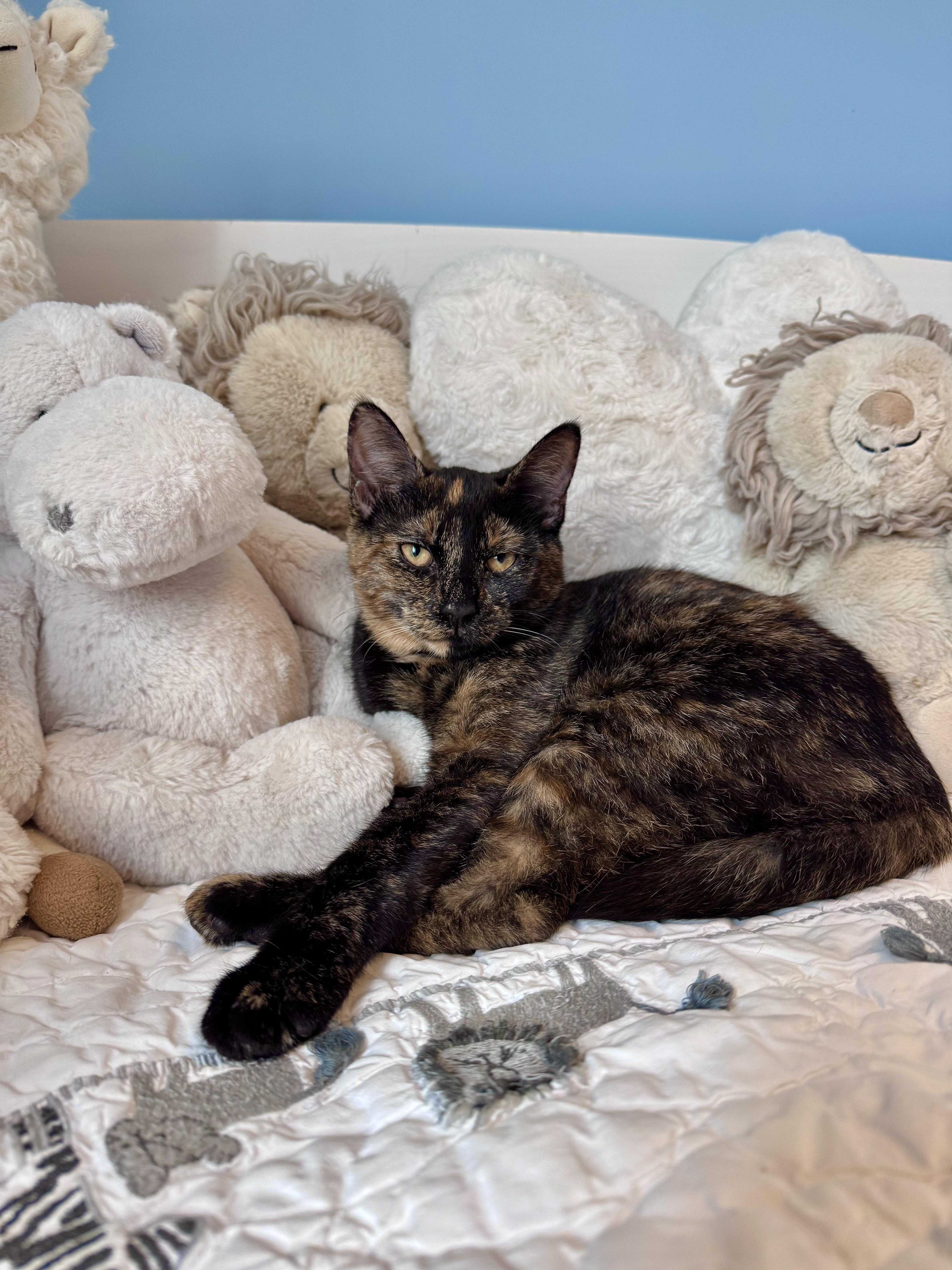 Matcha, ADOPTABLE, Young Female Domestic Short Hair.