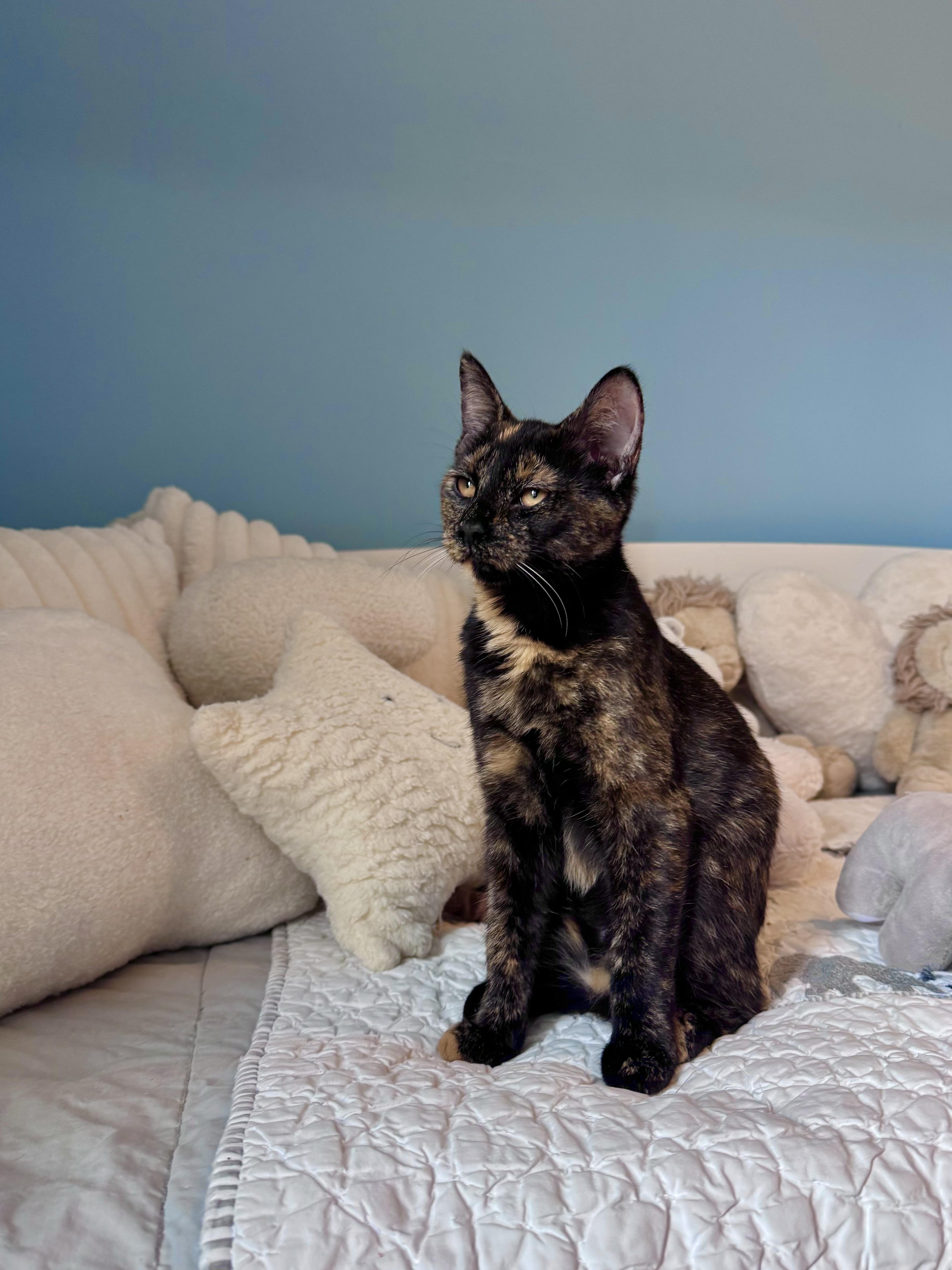 Matcha, a ADOPTABLE Domestic Short Hair in Ramsey, NJ image 6/6