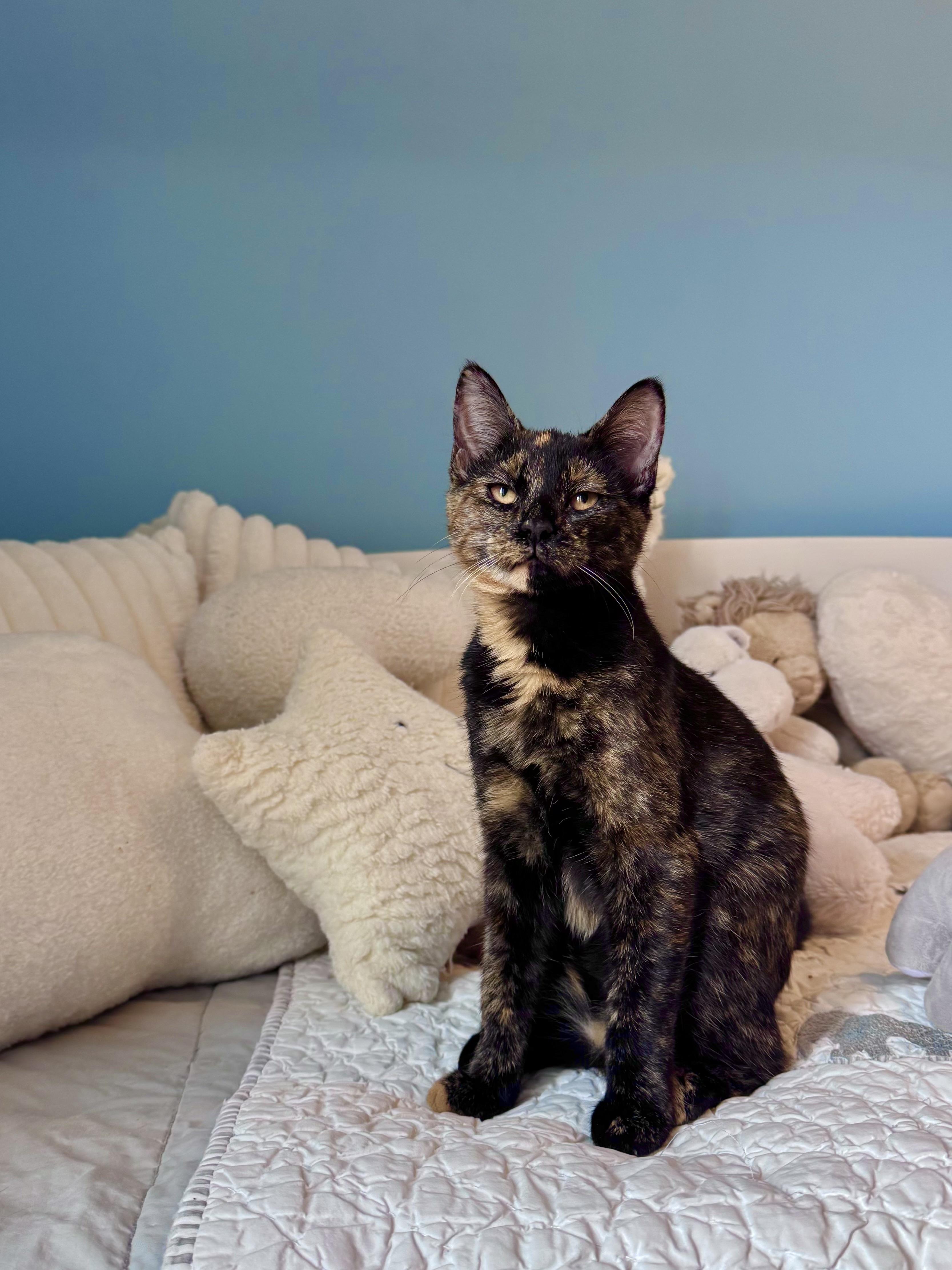 Matcha, a ADOPTABLE Domestic Short Hair in Ramsey, NJ image 2/6