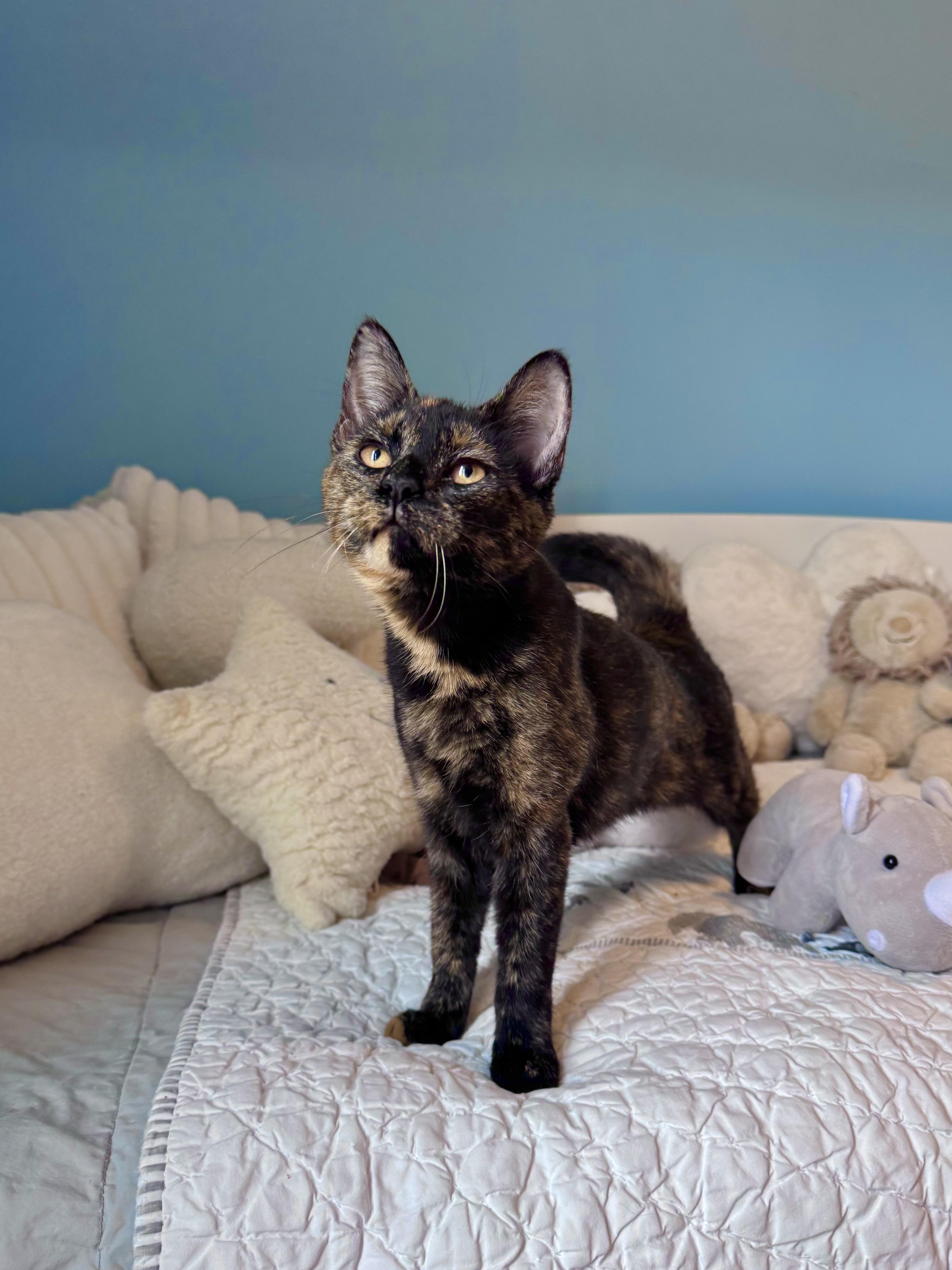 Matcha, a ADOPTABLE Domestic Short Hair in Ramsey, NJ image 4/6