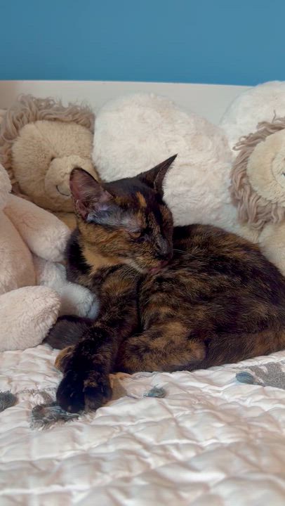 Enlarge Matcha, a ADOPTABLE Domestic Short Hair in Ramsey, NJ video 5/6