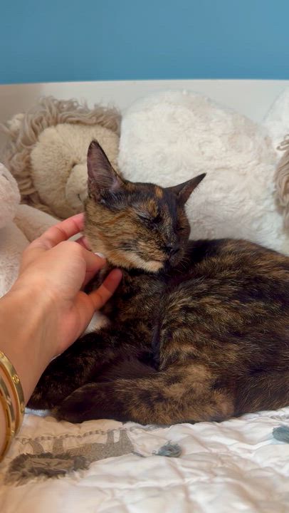 Enlarge Matcha, a ADOPTABLE Domestic Short Hair in Ramsey, NJ video 3/6