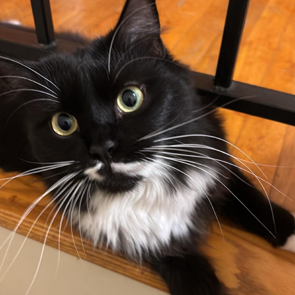 Enlarge Olivia Benson (paired with Elliott Stabler), a Adoptable Domestic Long Hair in Reisterstown, MD image 1/3