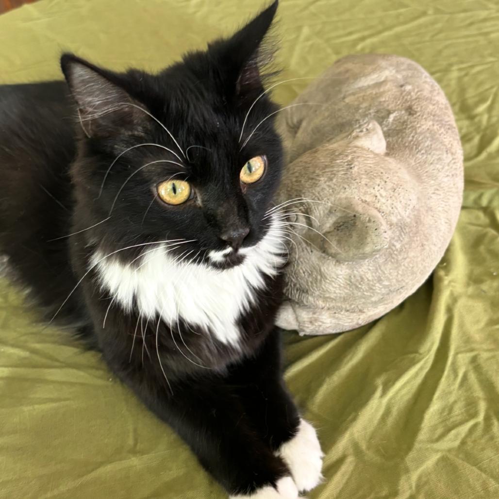 Enlarge Olivia Benson (paired with Elliott Stabler), a Adoptable Domestic Long Hair in Reisterstown, MD image 2/3