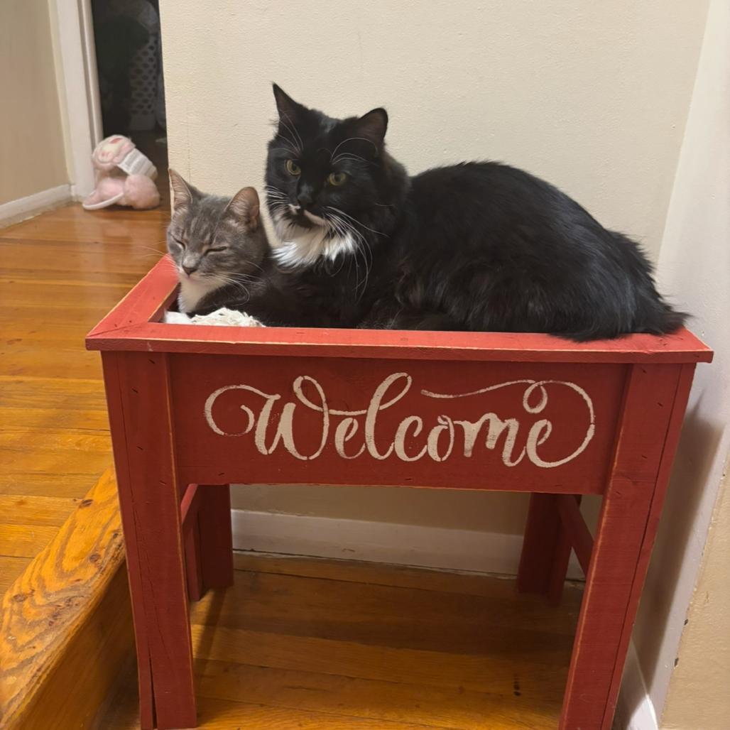Enlarge Olivia Benson (paired with Elliott Stabler), a Adoptable Domestic Long Hair in Reisterstown, MD image 3/3
