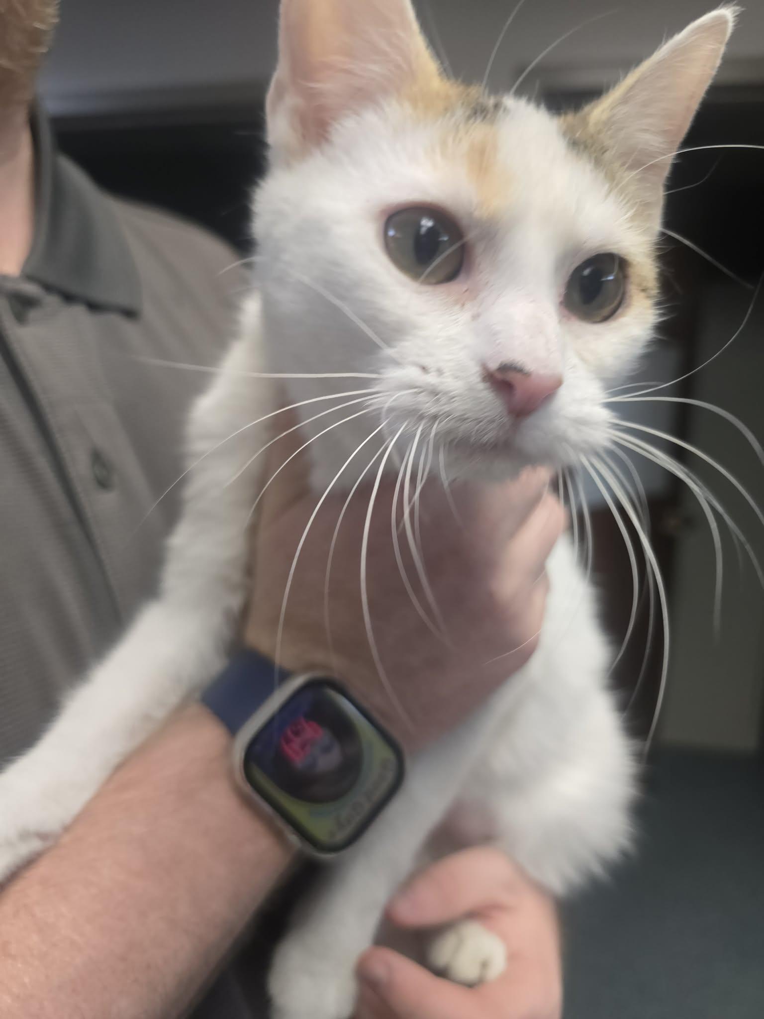 Nina, ADOPTABLE, Adult Female Domestic Short Hair.