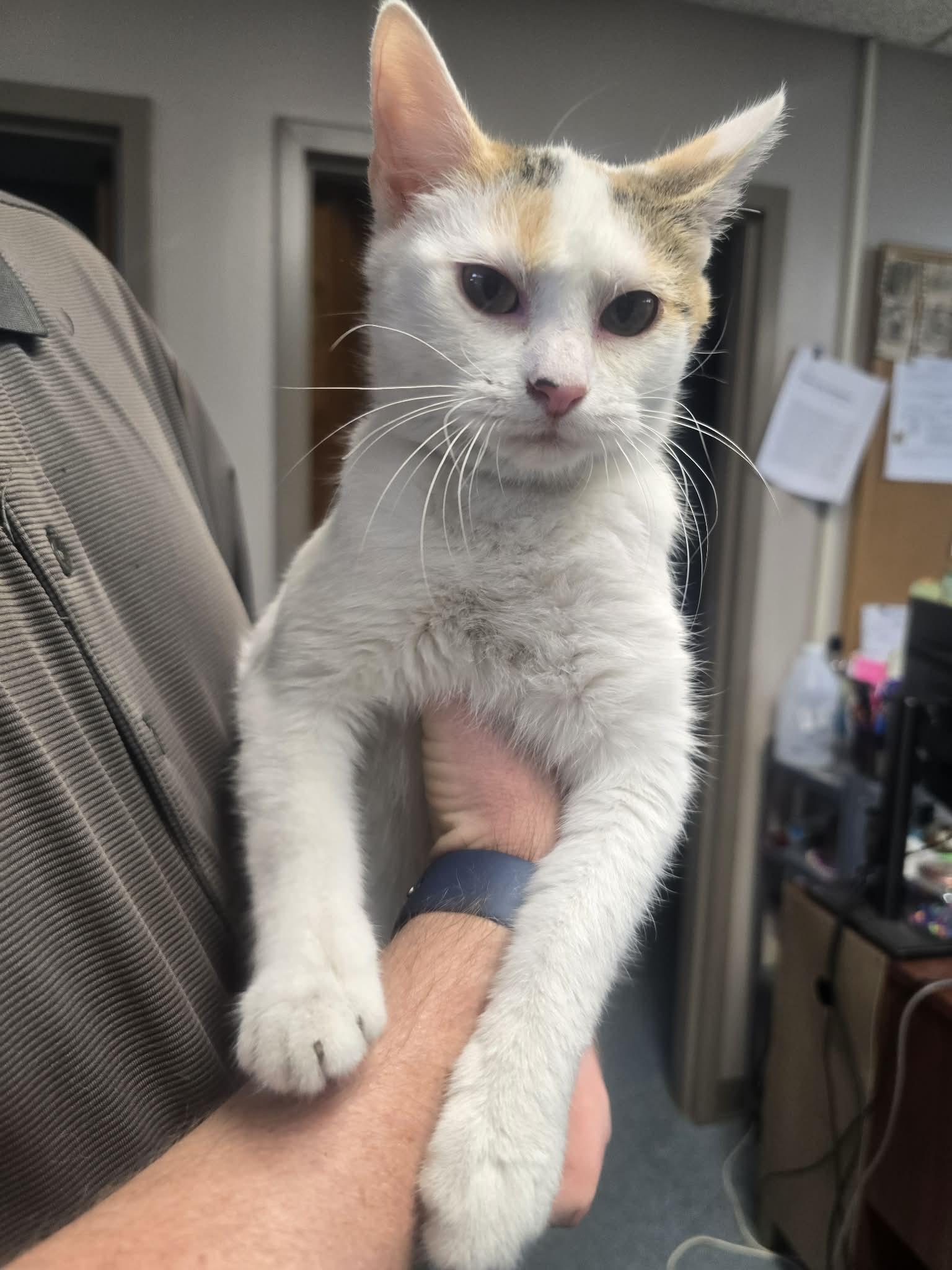 Nina, a ADOPTABLE Domestic Short Hair in Rock Falls, IL image 2/5