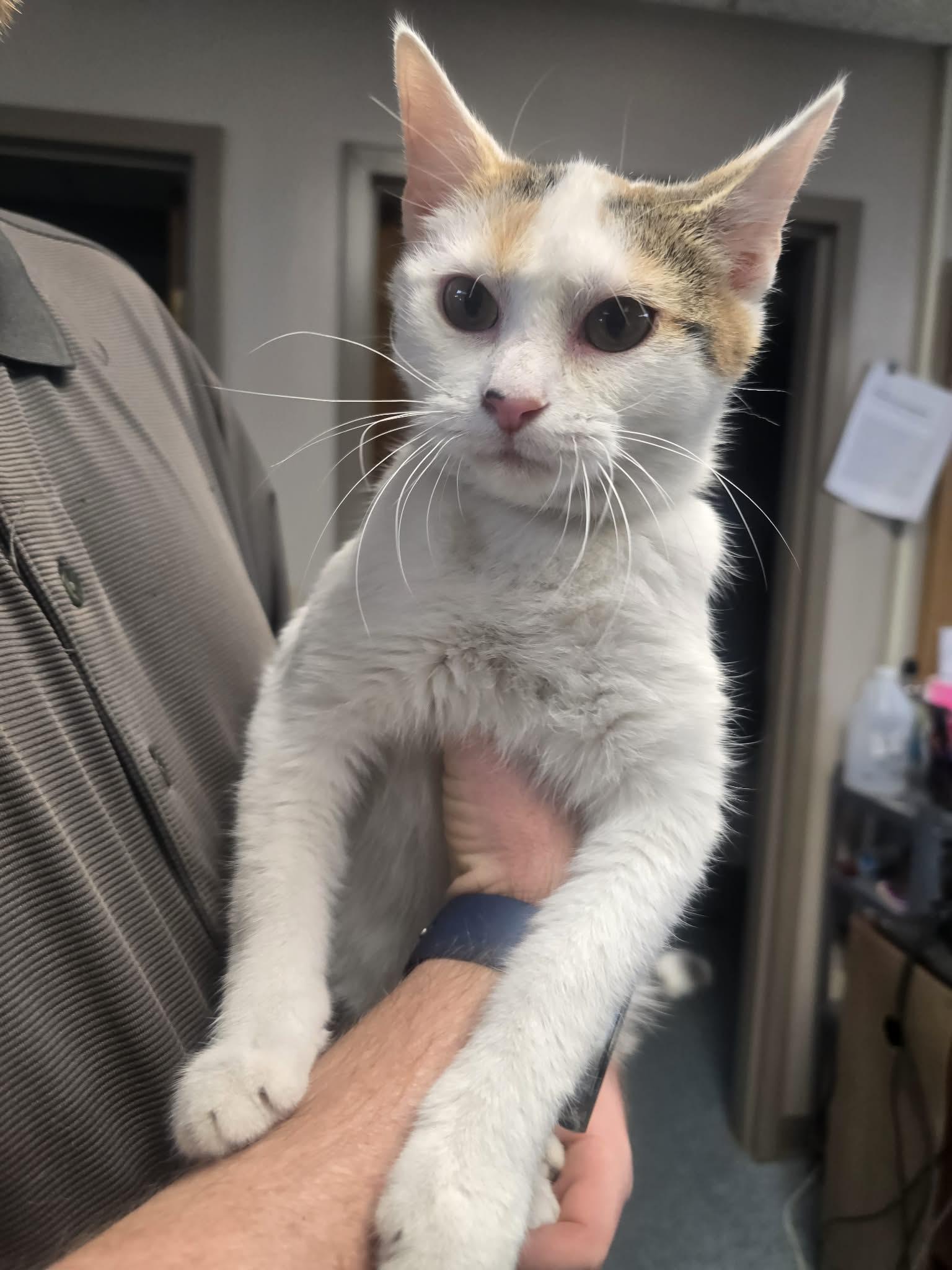 Nina, ADOPTABLE, Adult Female Domestic Short Hair.