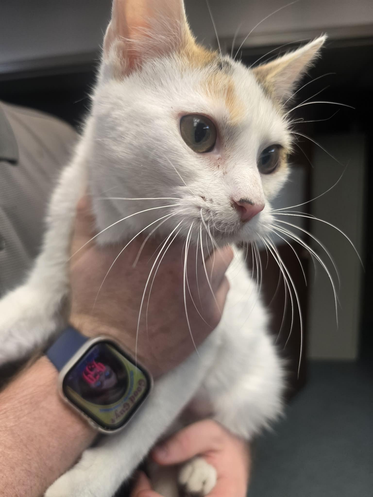 Nina, a ADOPTABLE Domestic Short Hair in Rock Falls, IL image 4/5