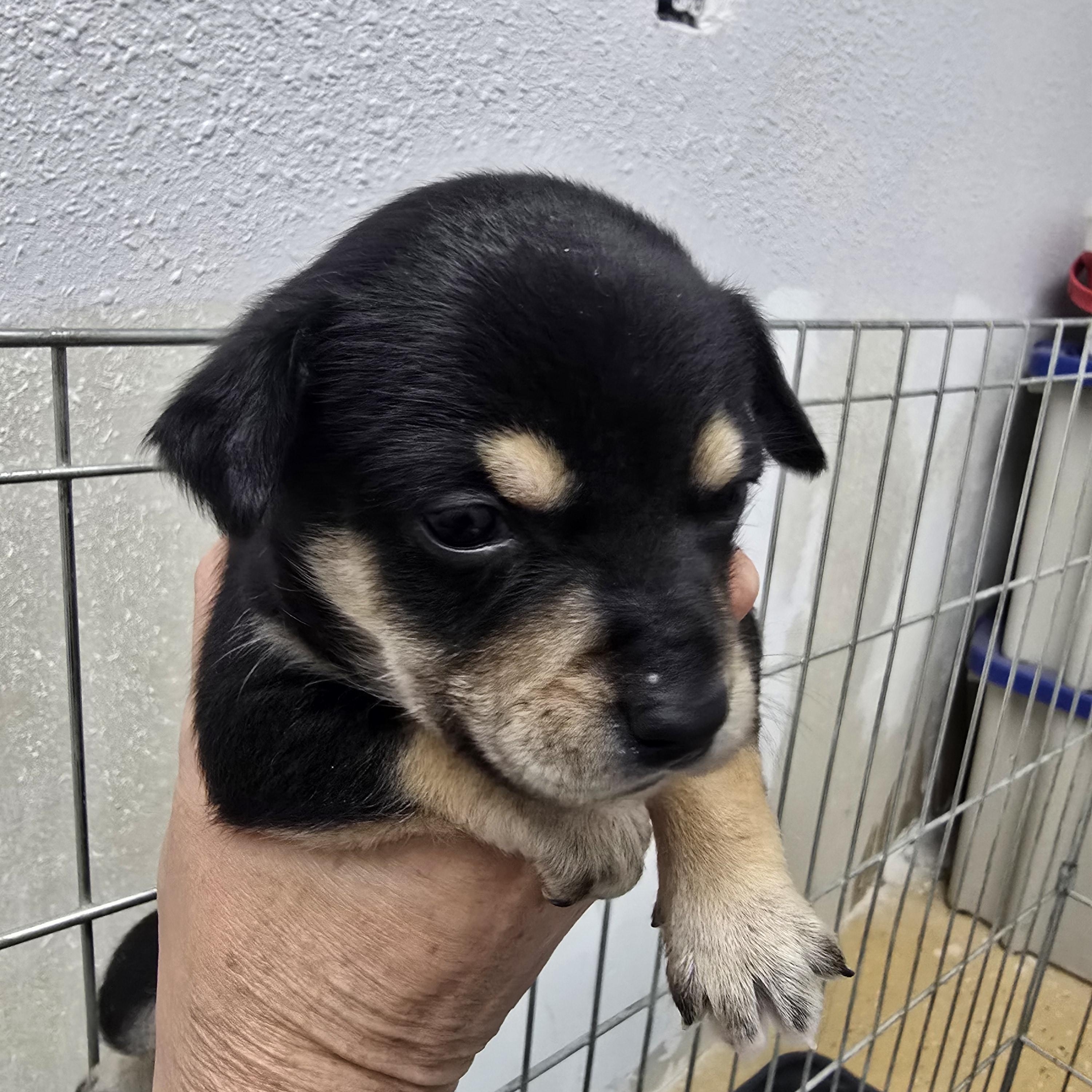 Randy, a ADOPTABLE mixed breed in Brentwood, CA image 1/2