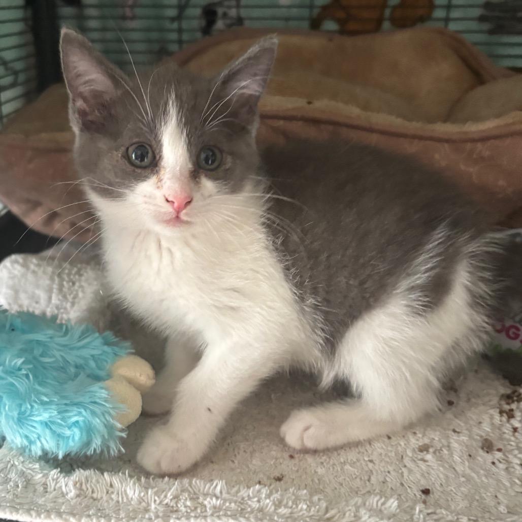 Flowering Dogwood thumbnail 2