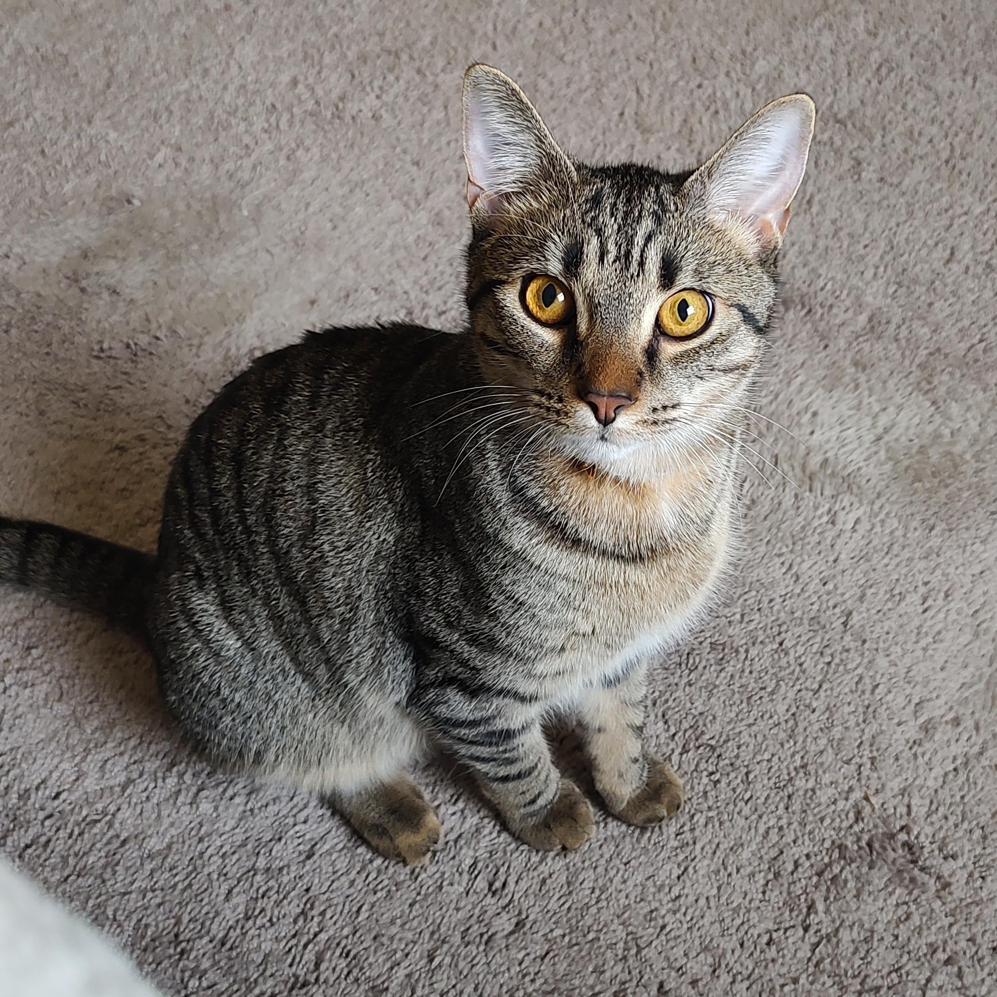 Enlarge Wasabi, a Adoptable Domestic Short Hair in Murfreesboro, TN image 1/2