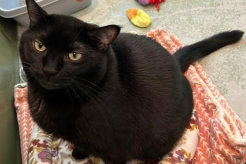 Enlarge Carissa, a Adoptable Domestic Short Hair in Chicago, IL image 6/6