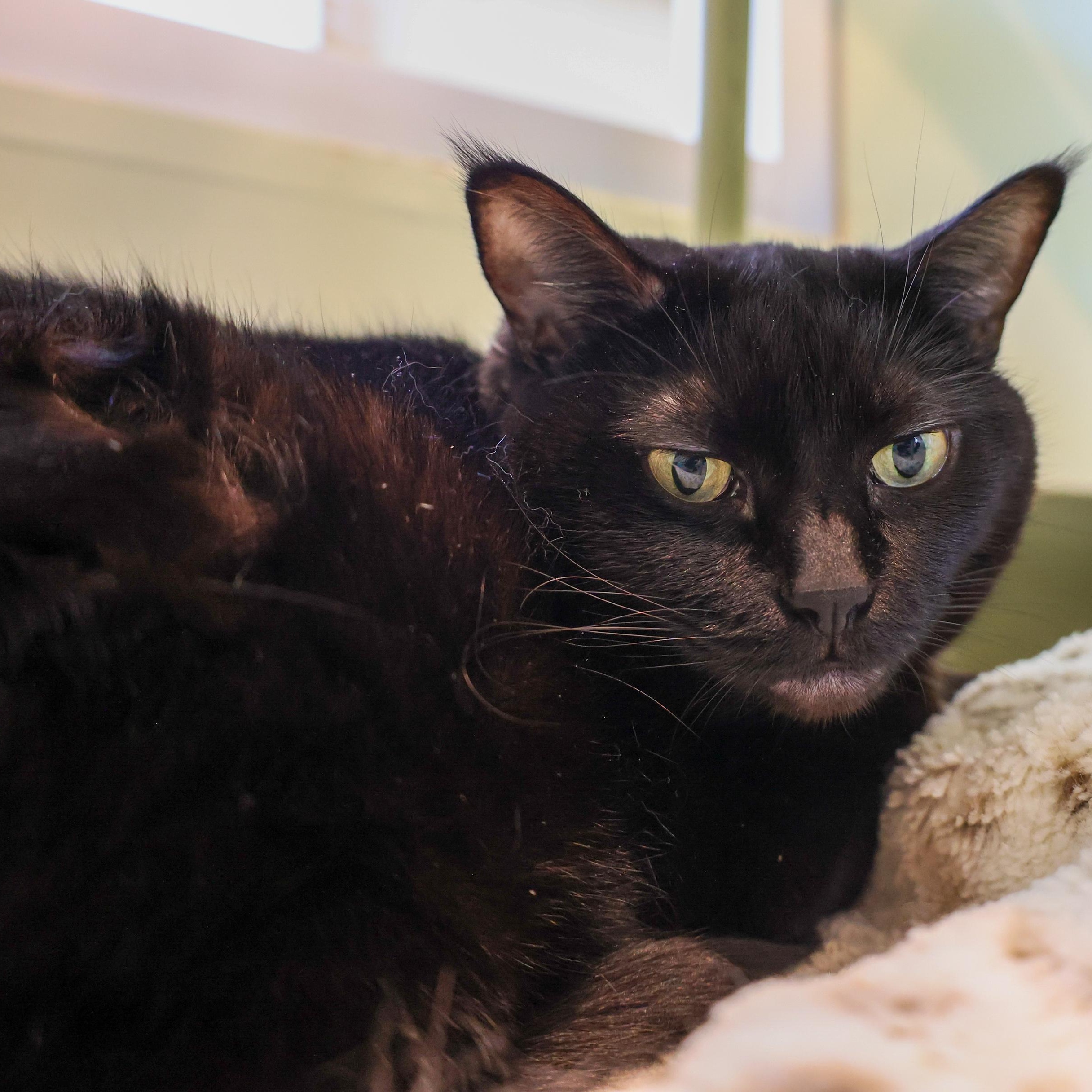 Enlarge Carissa, a Adoptable Domestic Short Hair in Chicago, IL image 3/6