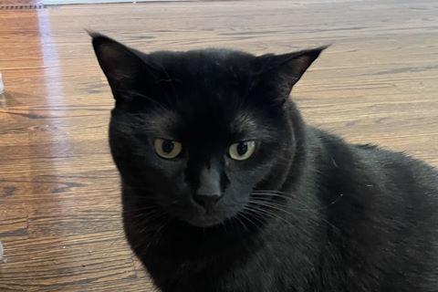 Enlarge Carissa, a Adoptable Domestic Short Hair in Chicago, IL image 2/6