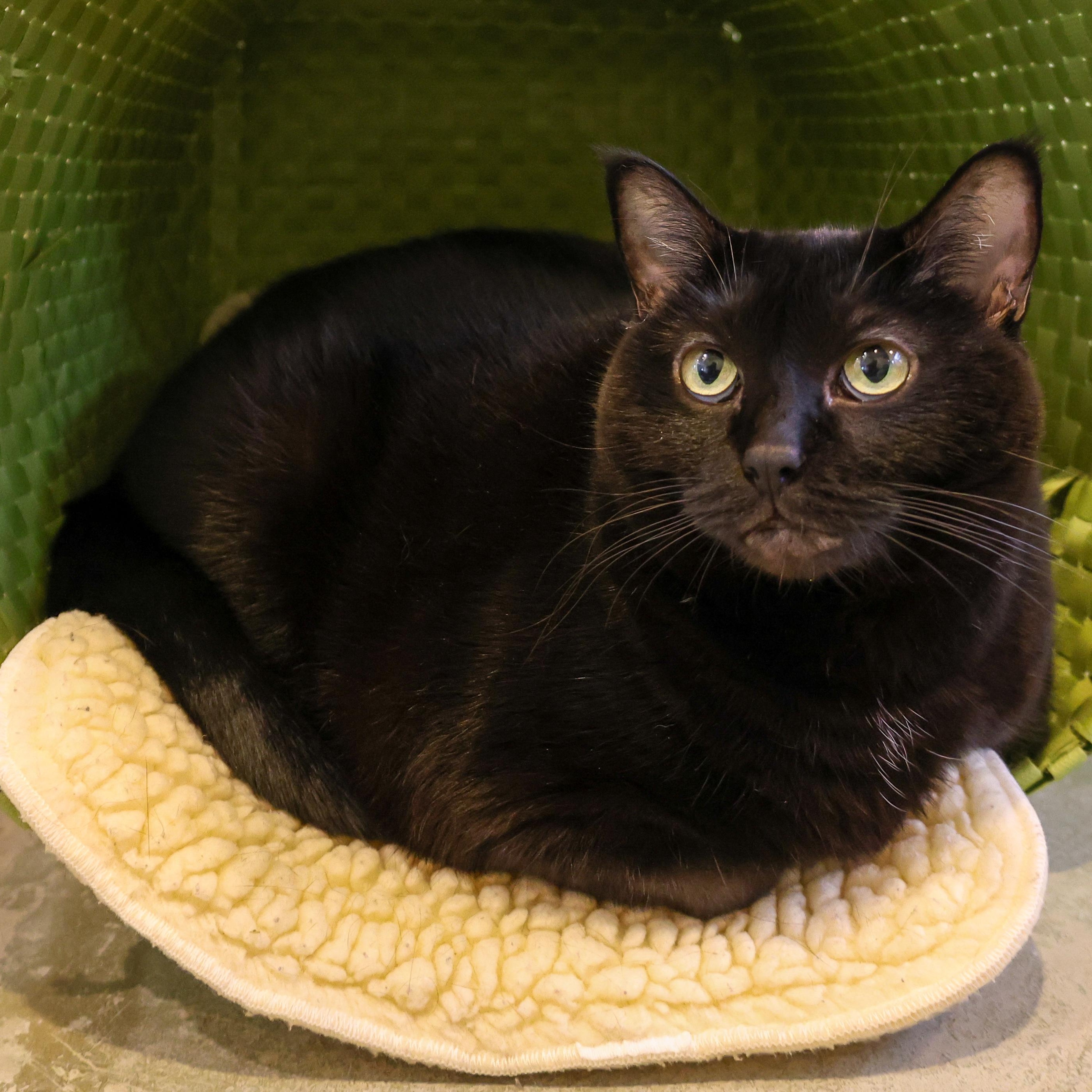 Enlarge Carissa, a Adoptable Domestic Short Hair in Chicago, IL image 5/6