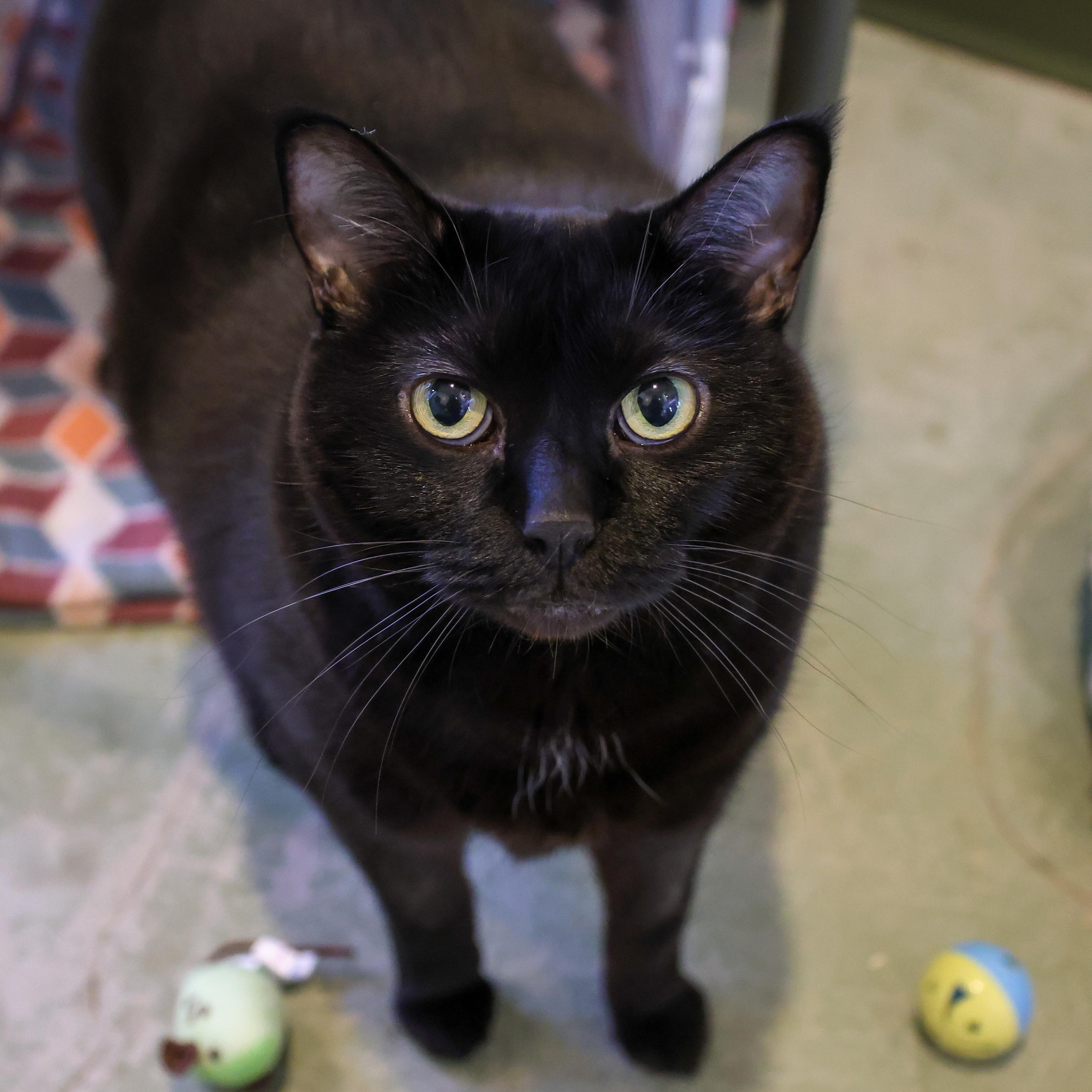 Carissa, Adoptable, Adult Female Domestic Short Hair.