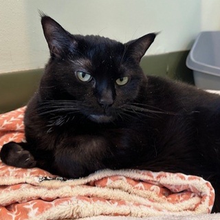 Enlarge Carissa, a Adoptable Domestic Short Hair in Chicago, IL image 4/6